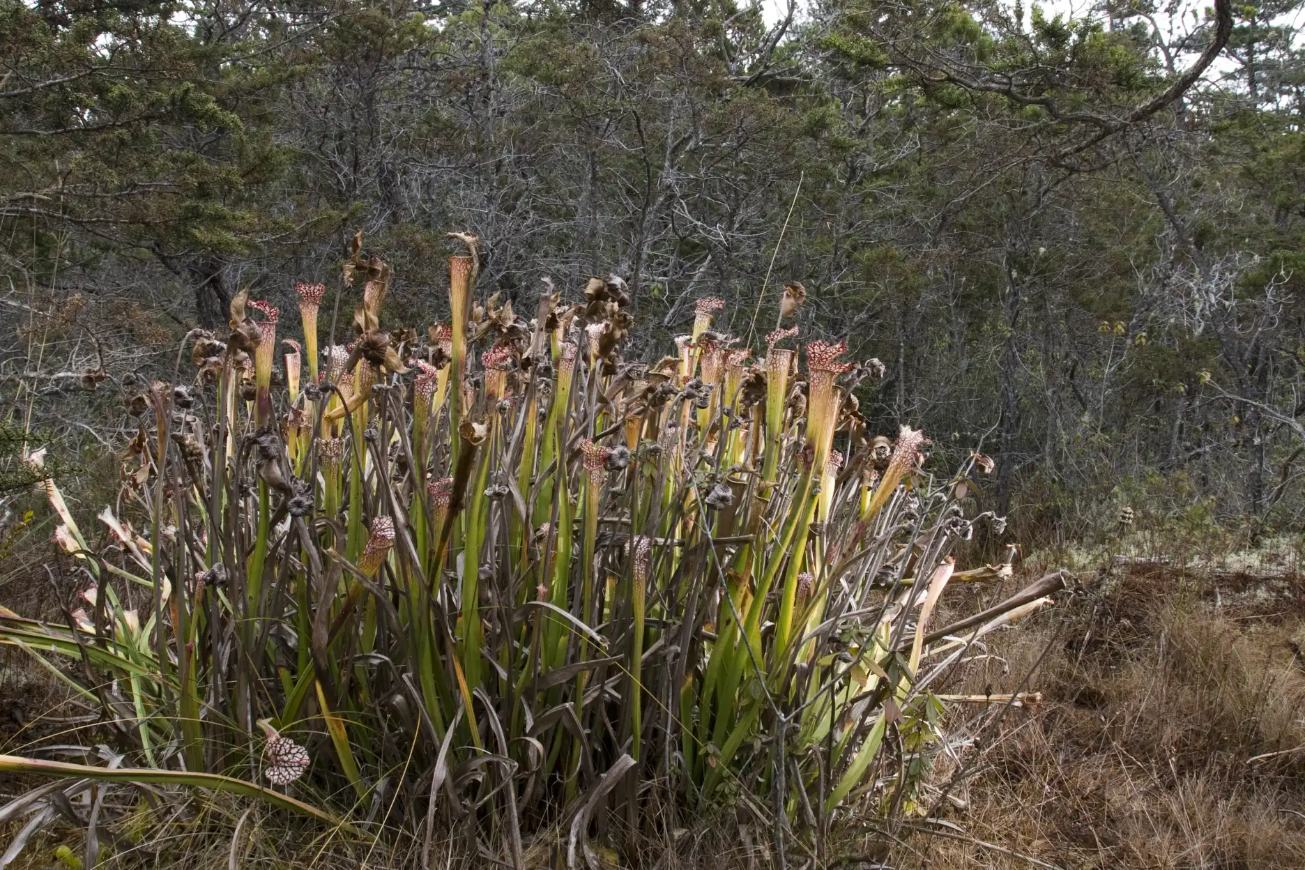 Mata grande de Sarracenia leucophylla en el bosque pigmeo de Mendocino