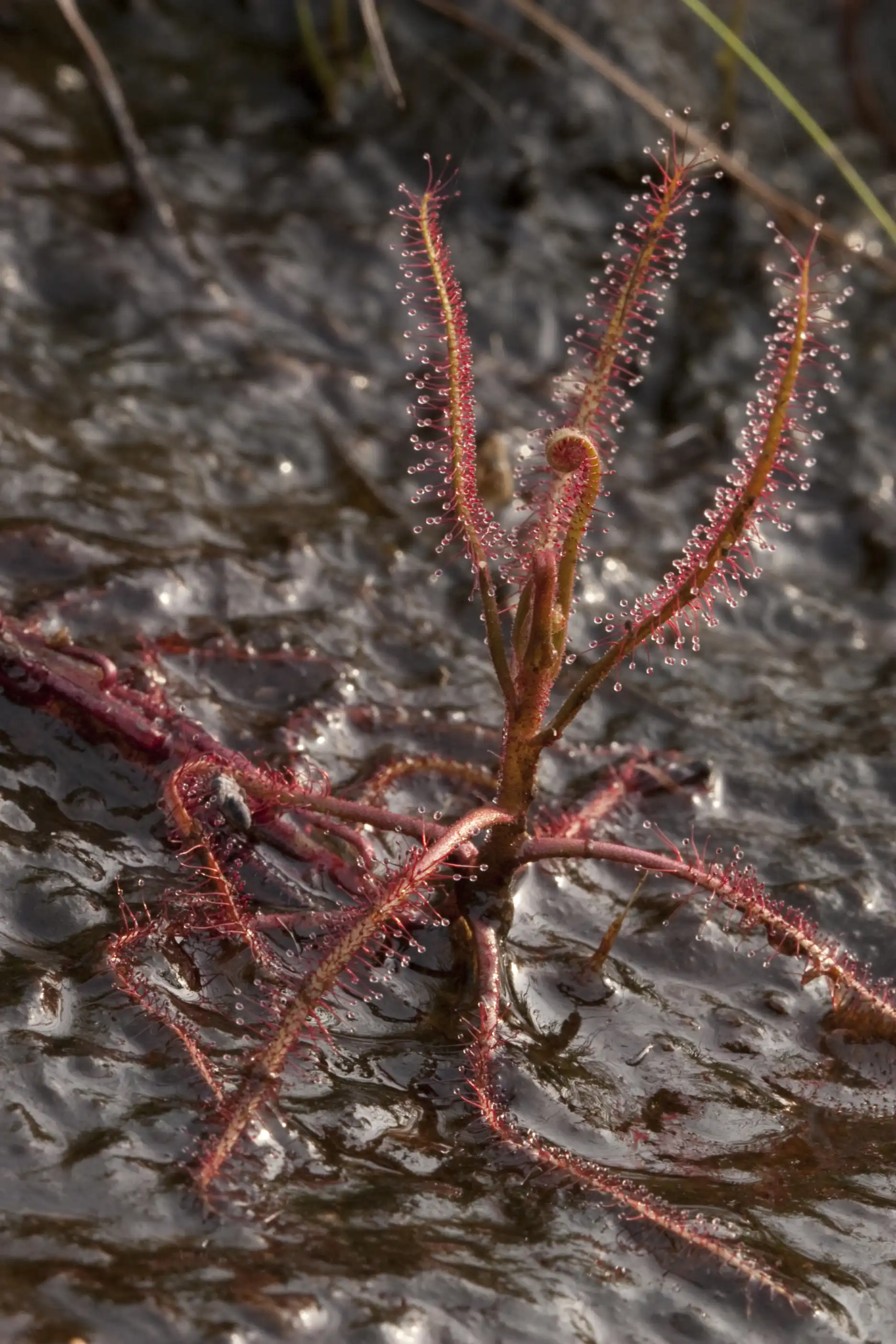 Planta de Drosera indica viviendo en una filtración de agua