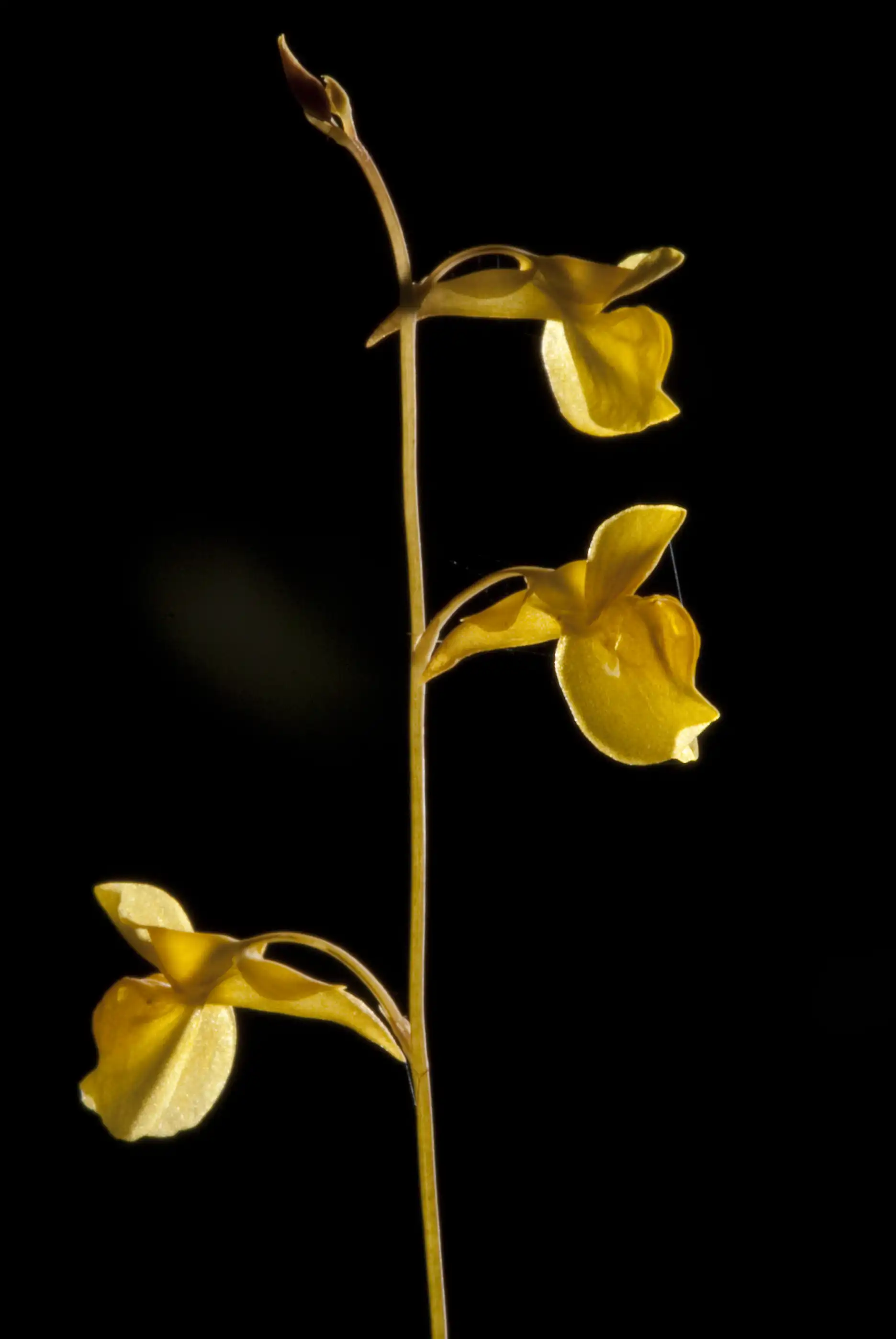 Inflorescencia de Utricularia bifida con flores