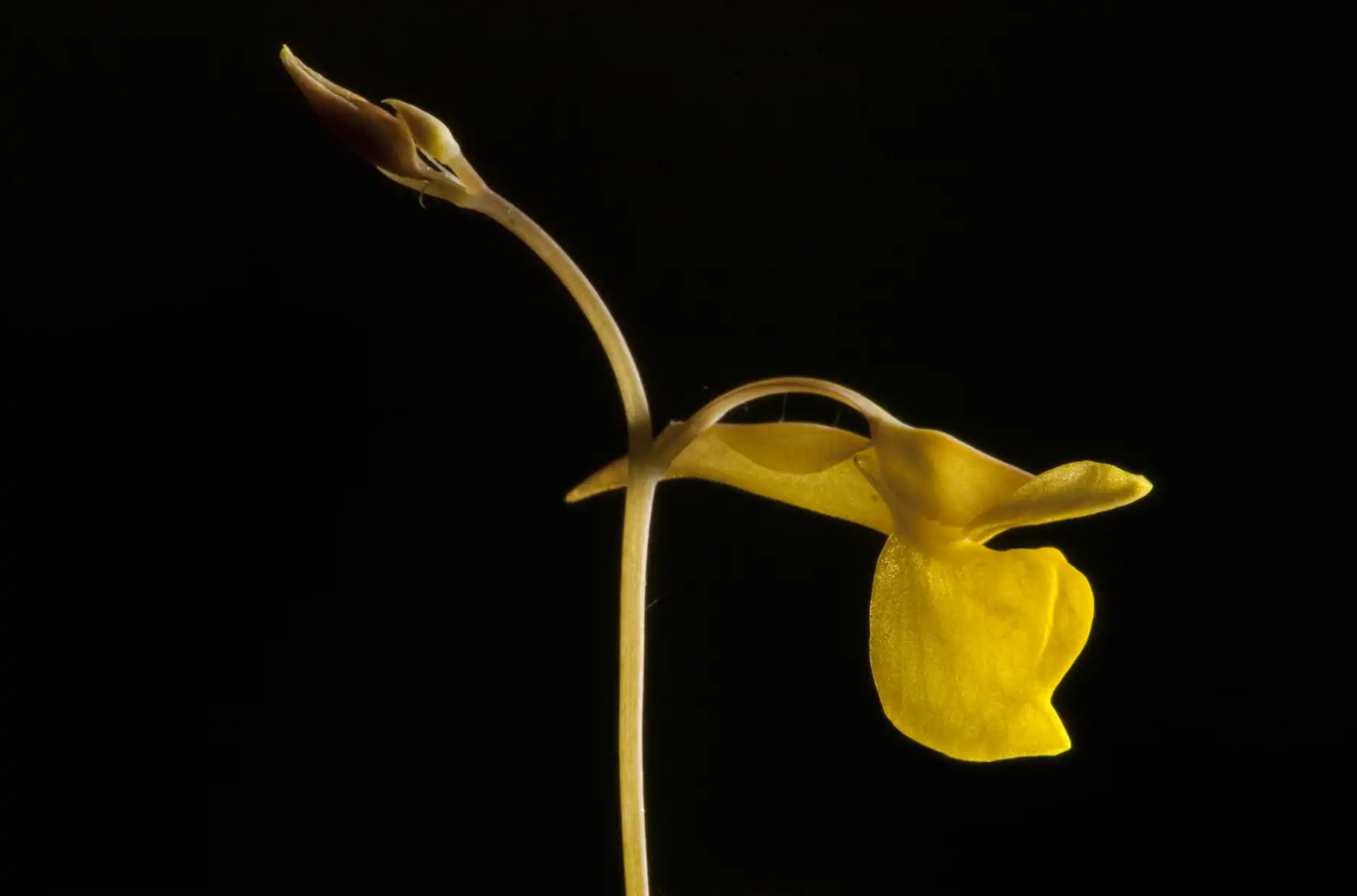 Flor de Utricularia bifida