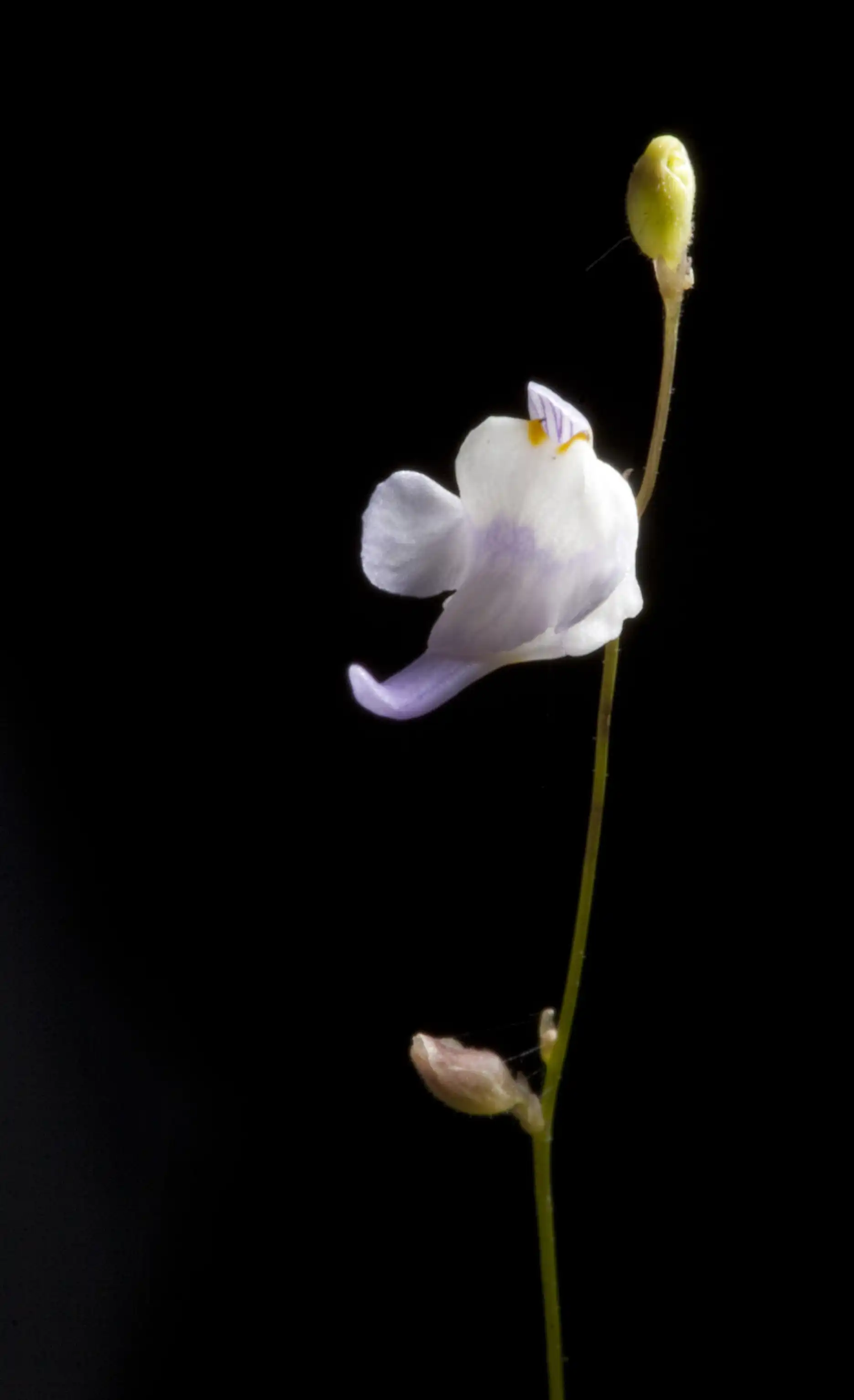 Flor de Utricularia minutissima