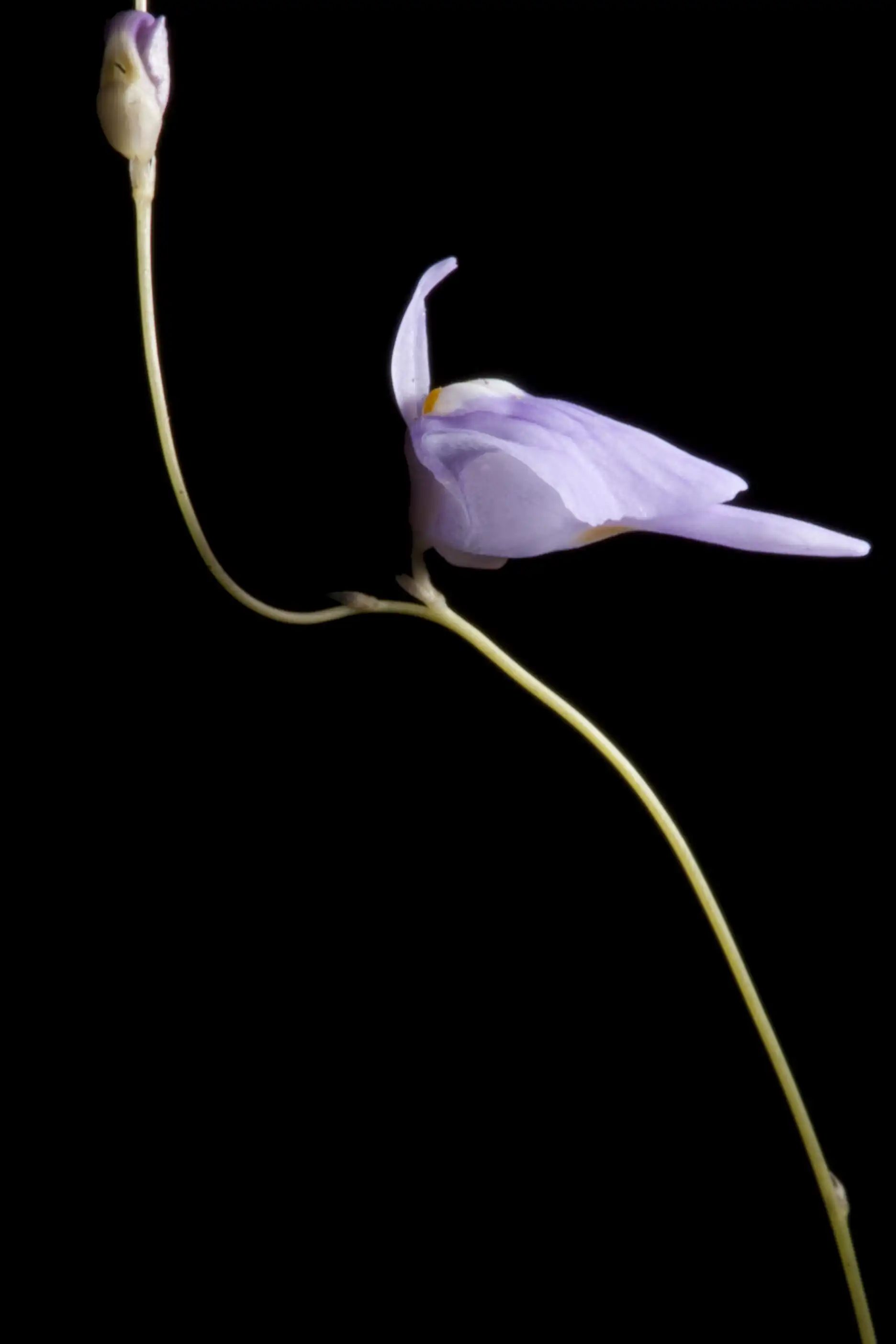 Una flor de Utricularia ramosissima visto del lado