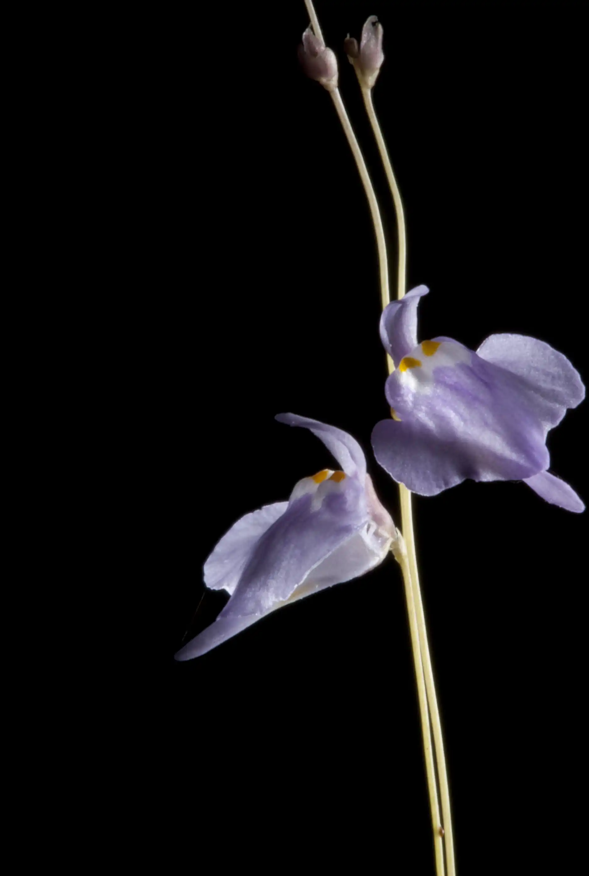 Dos flores de Utricularia ramosissima