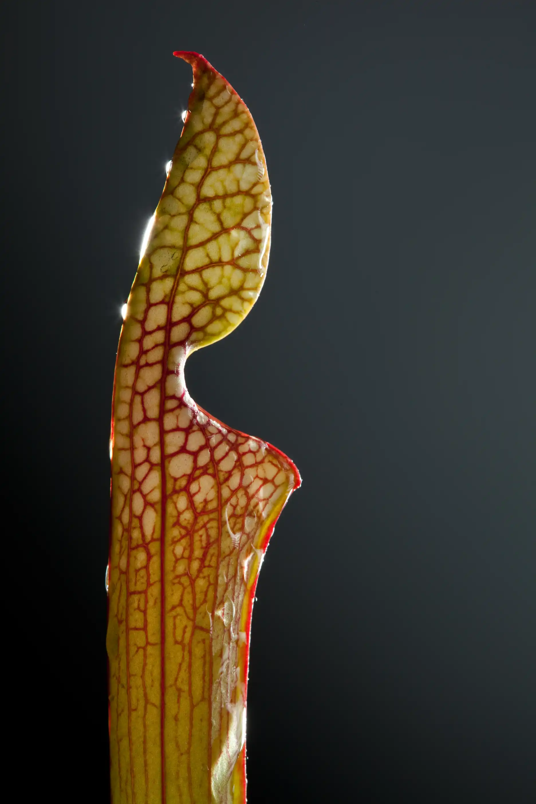 Hoja infantil de Sarracenia leucophylla