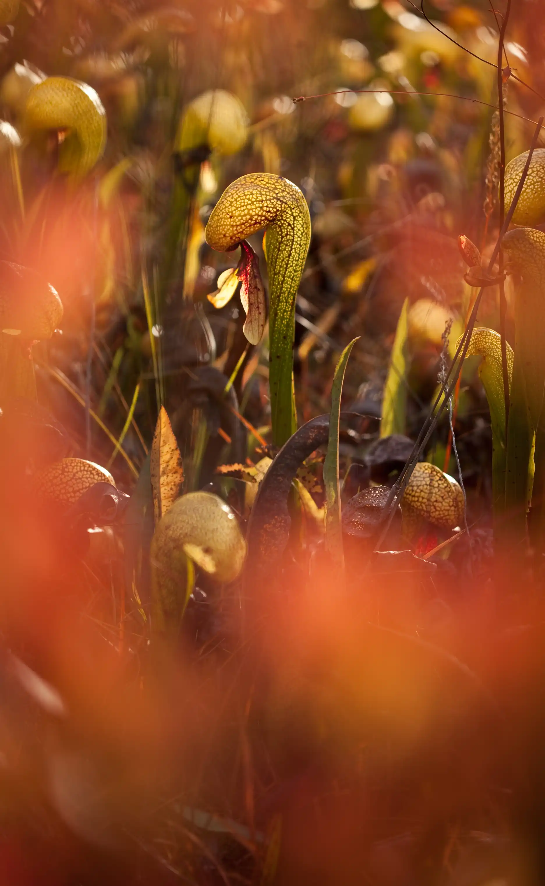 Darligntonia californica visto por una cortina de hojas