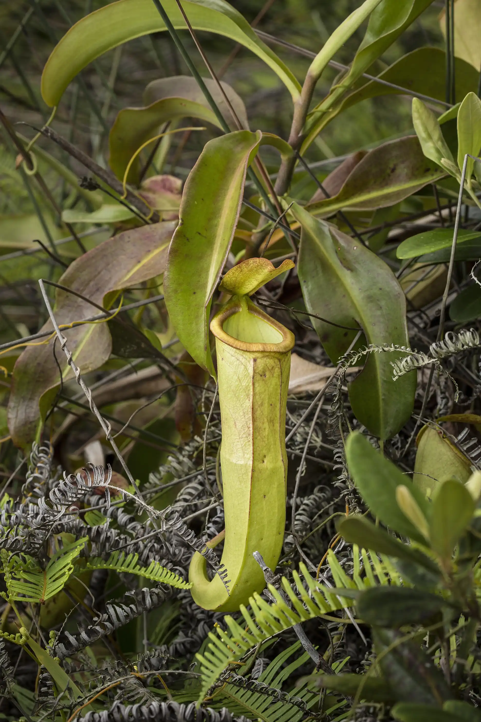 Jarra de Nepenthes mirabilis