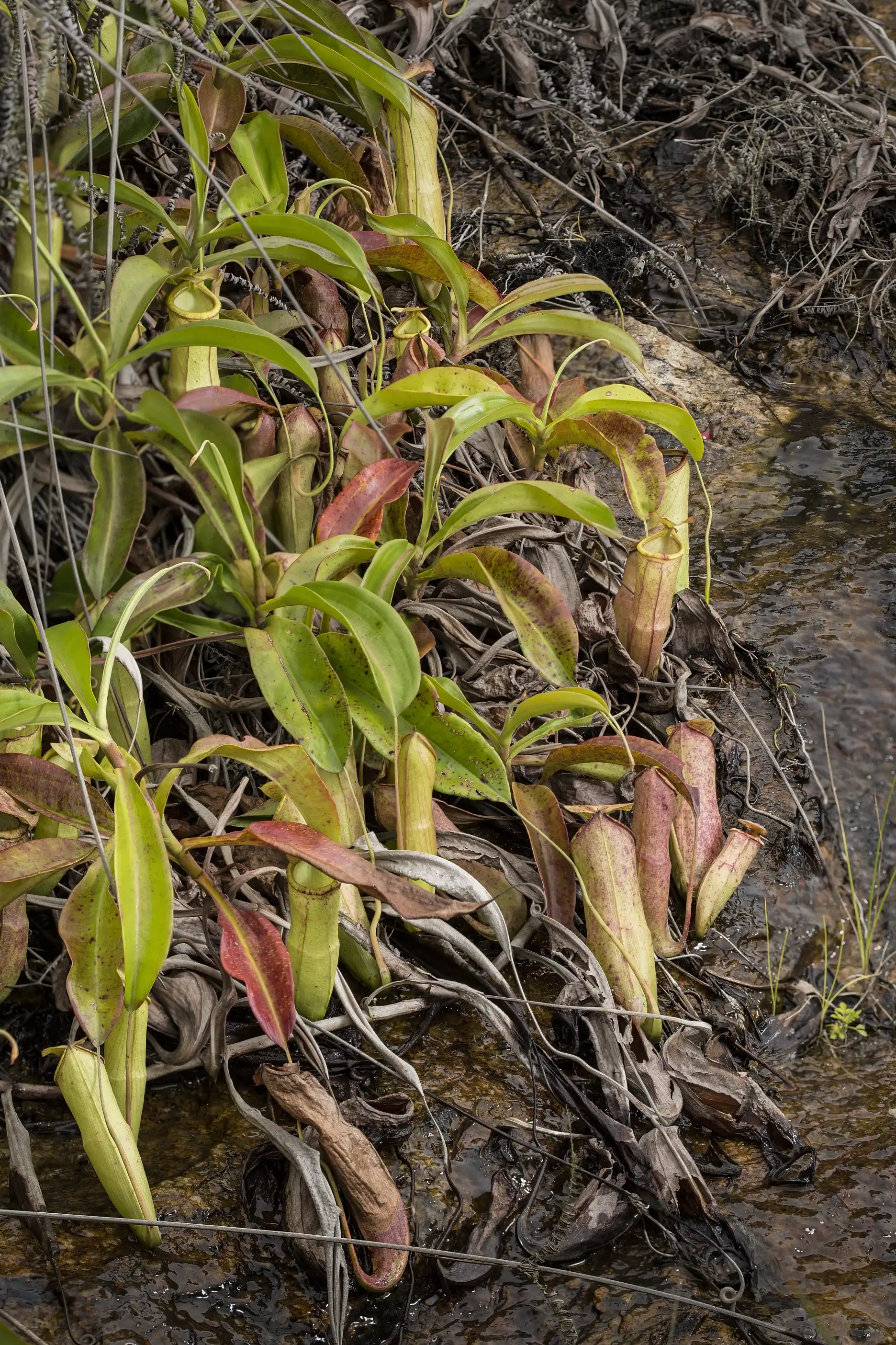 Una población de Nepenthes mirabilis en Macao