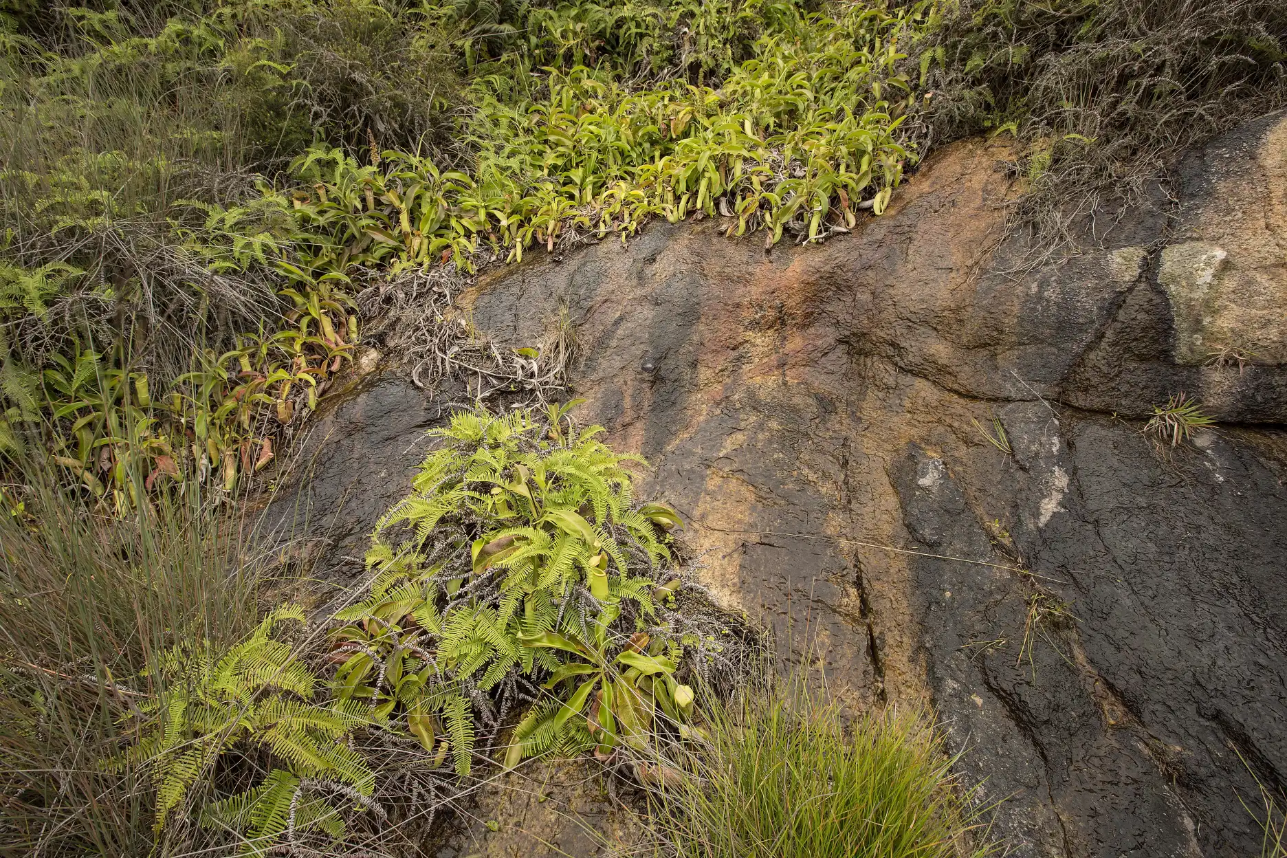 Paisaje de Nepenthes mirabilis viviendo sobre rocas