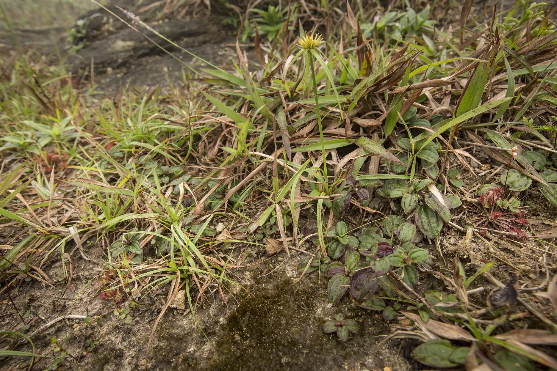 Plantas de Drosera oblanceolata y D. spatulata