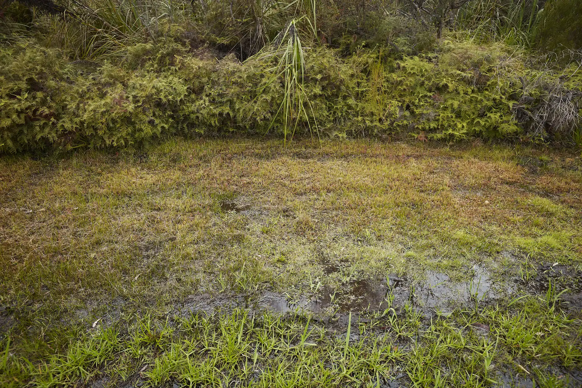 El hábitat de Drosera binata cerca de North Head Quarantine Station