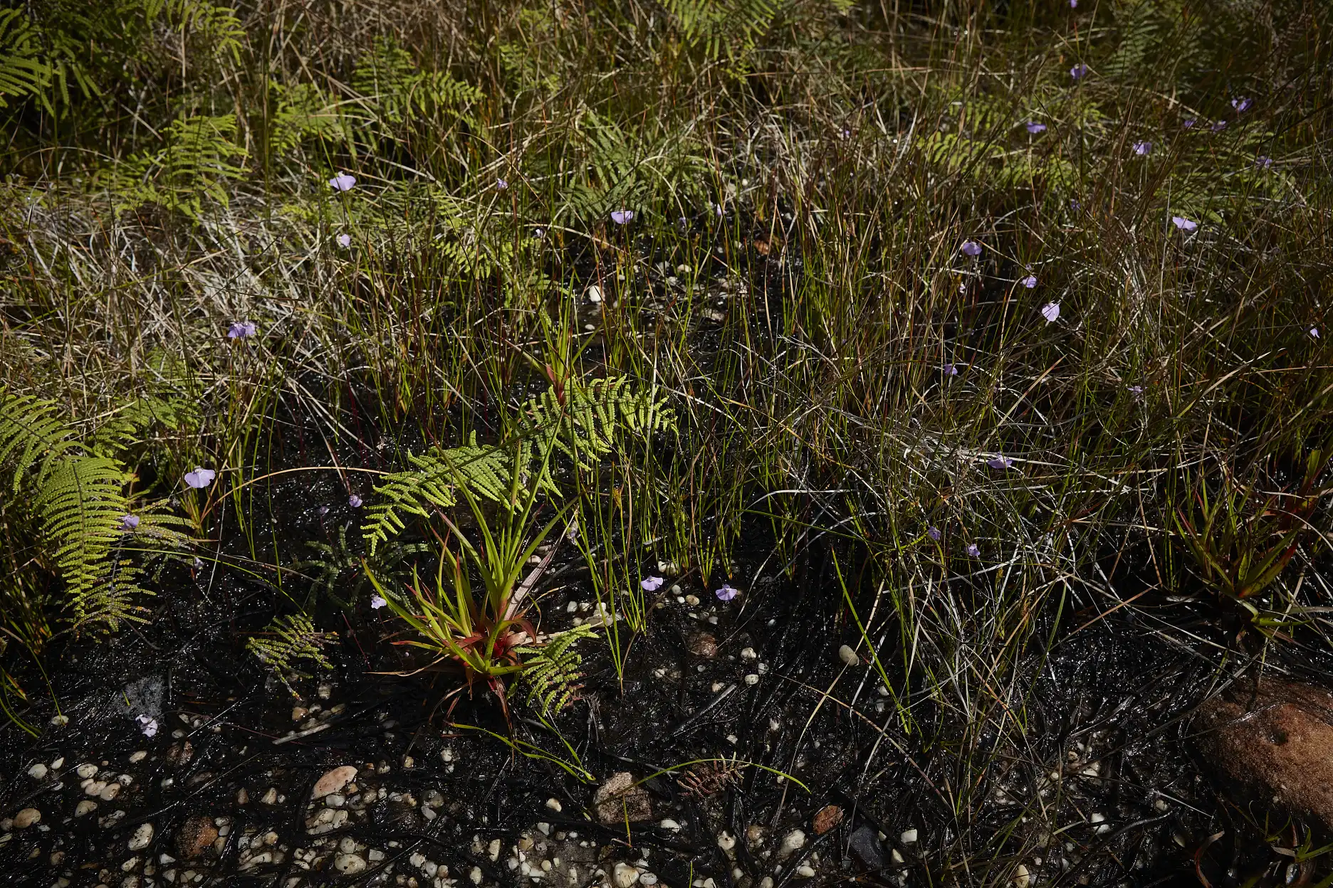 El hábitat de Utricularia uniflora en Cabo Norte