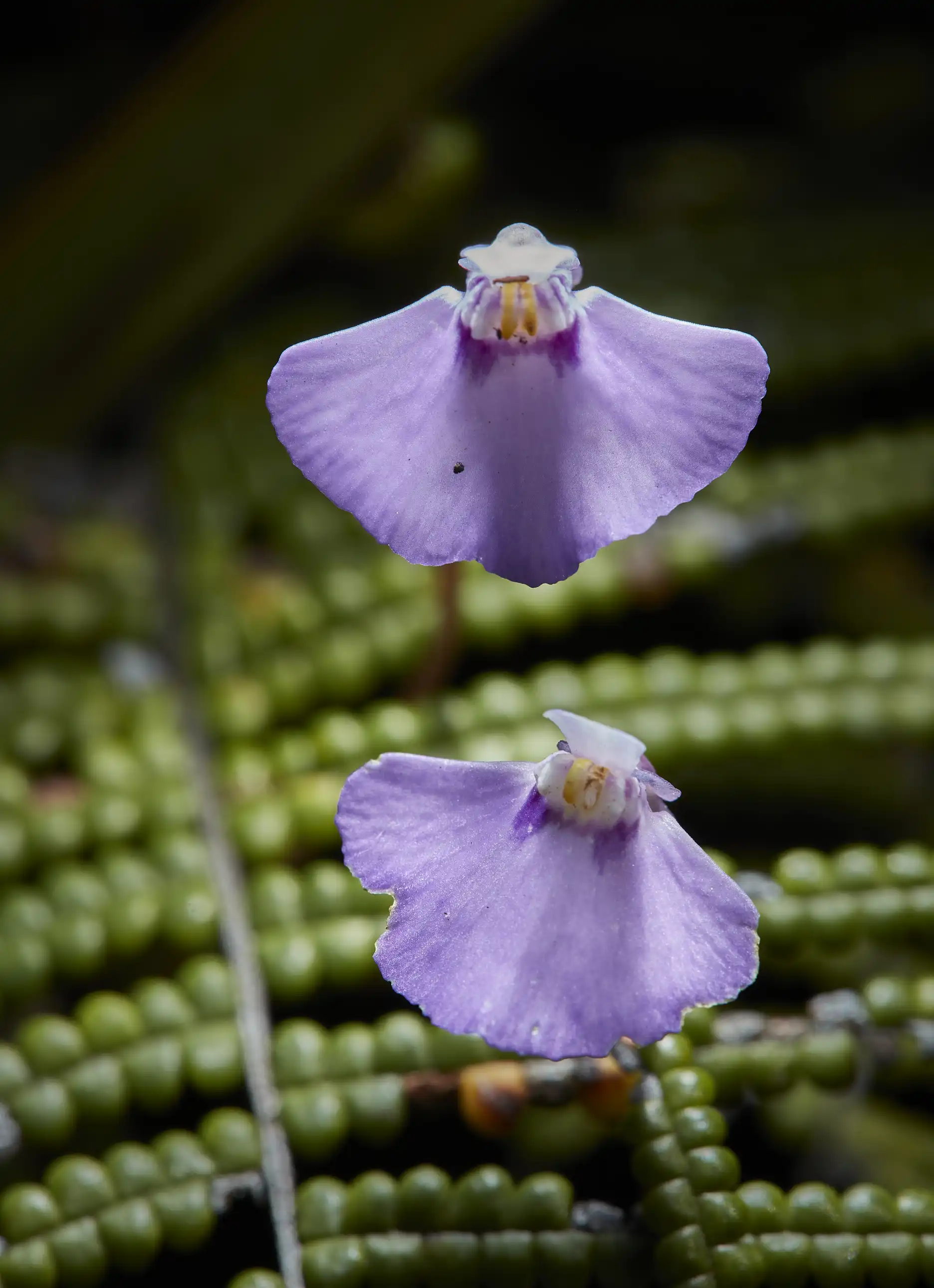 Flores de Utricularia uniflora en Australia