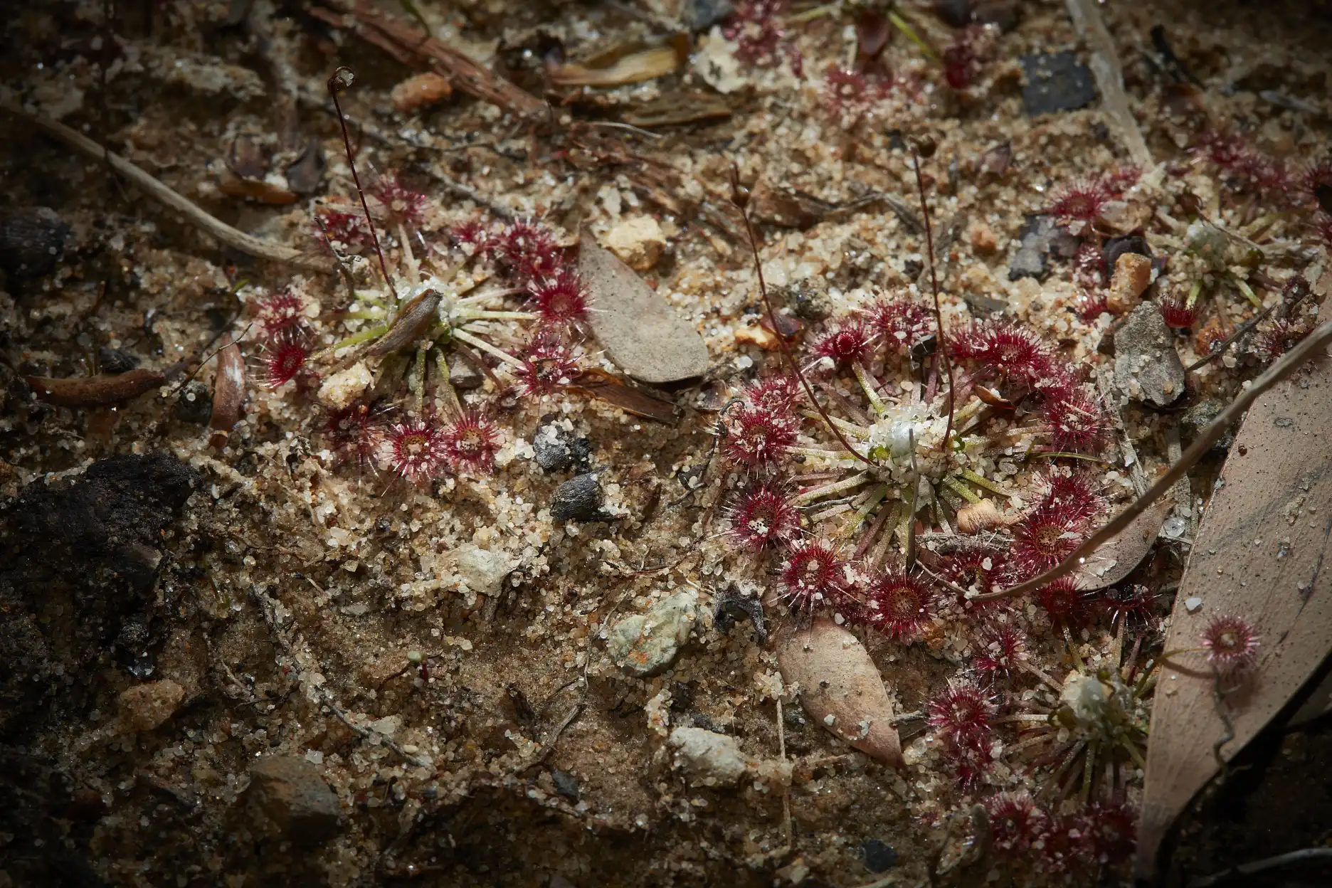 Plantas de Drosera pygmea viviendo en arena