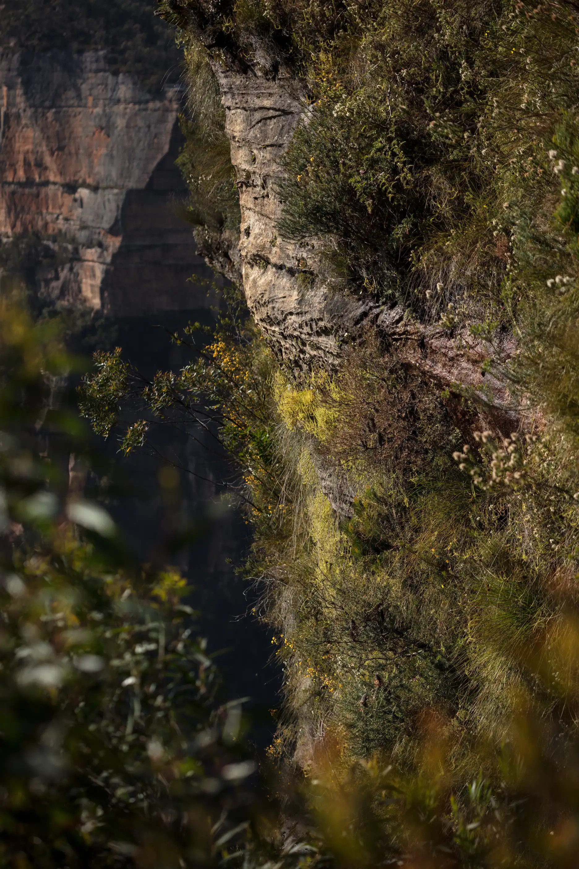 Hojas de Drosera binata salen de la cara escarpada de acantilado cerca del sendero que atraviesa la distancia entre Govett’s Leap y Horseshoe Falls