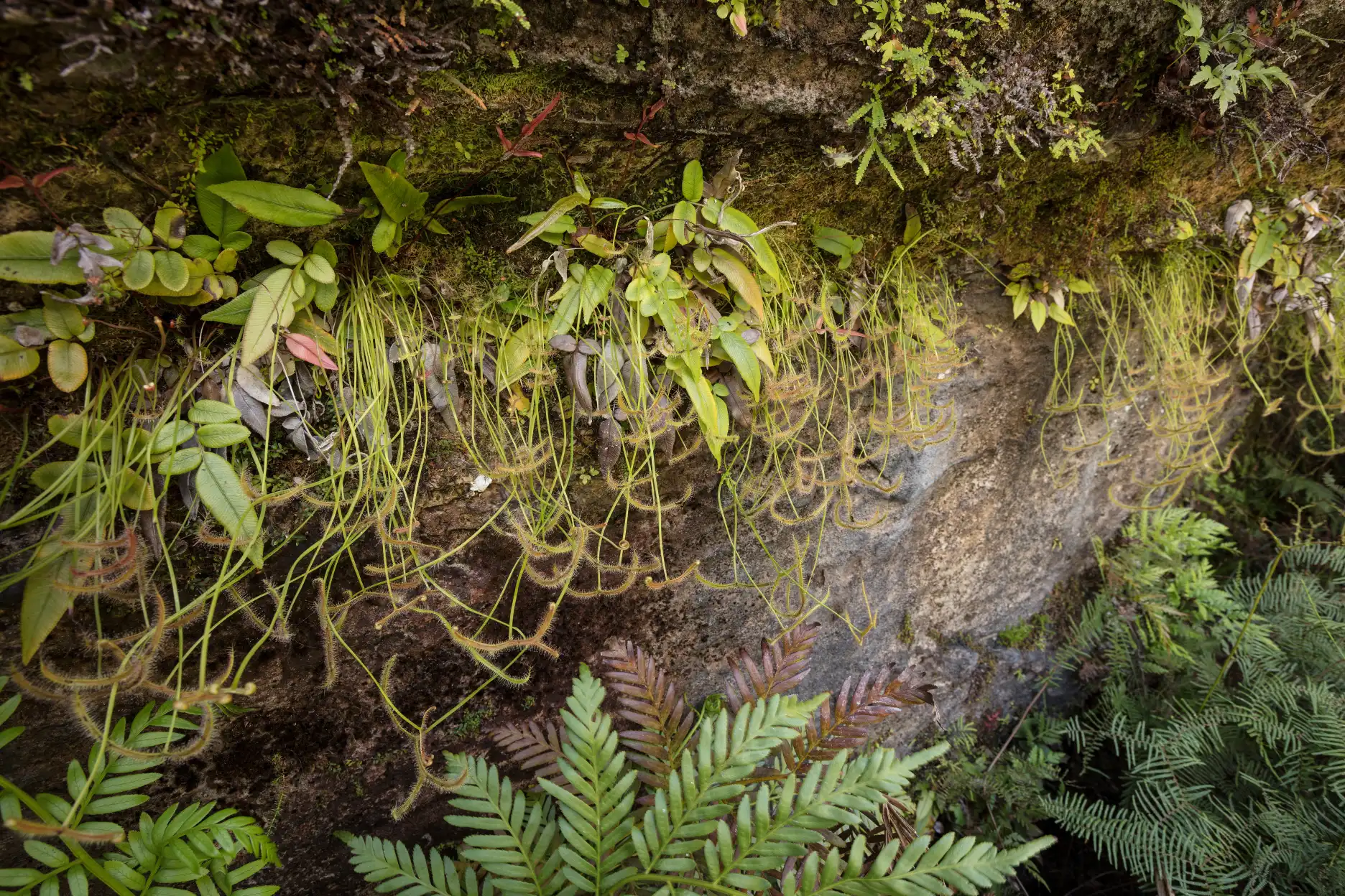 Una colonia de la planta Drosera binata var dichotoma viviendo por una roca grande