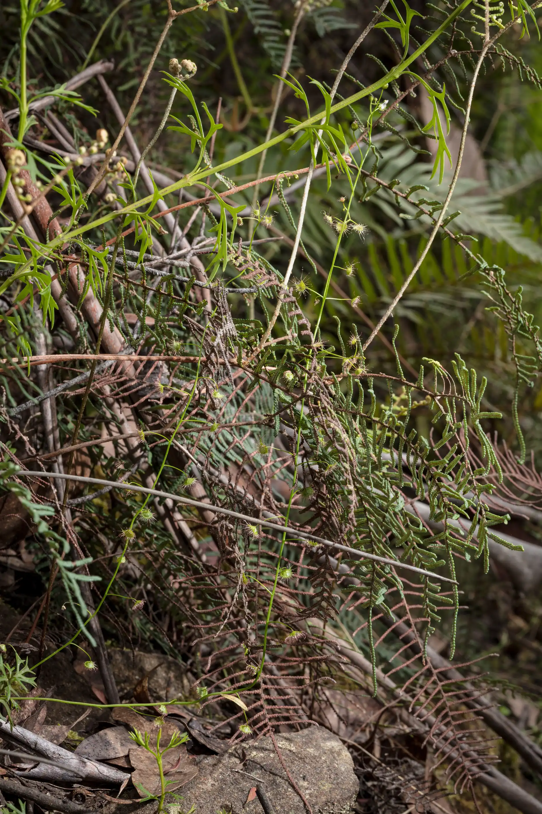 Planta de Drosera auriculata con otras hojas