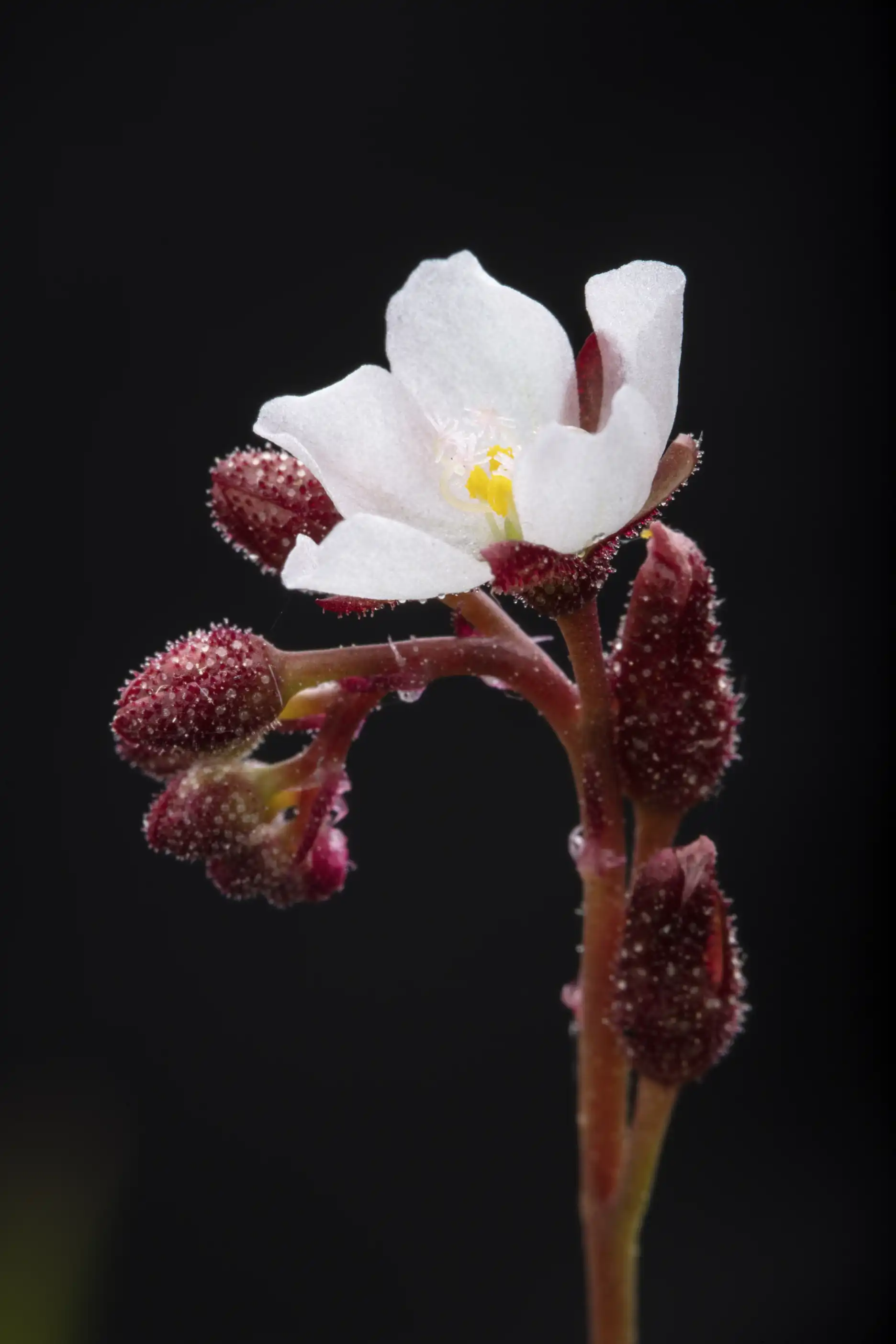 Flores de Drosera burmannii