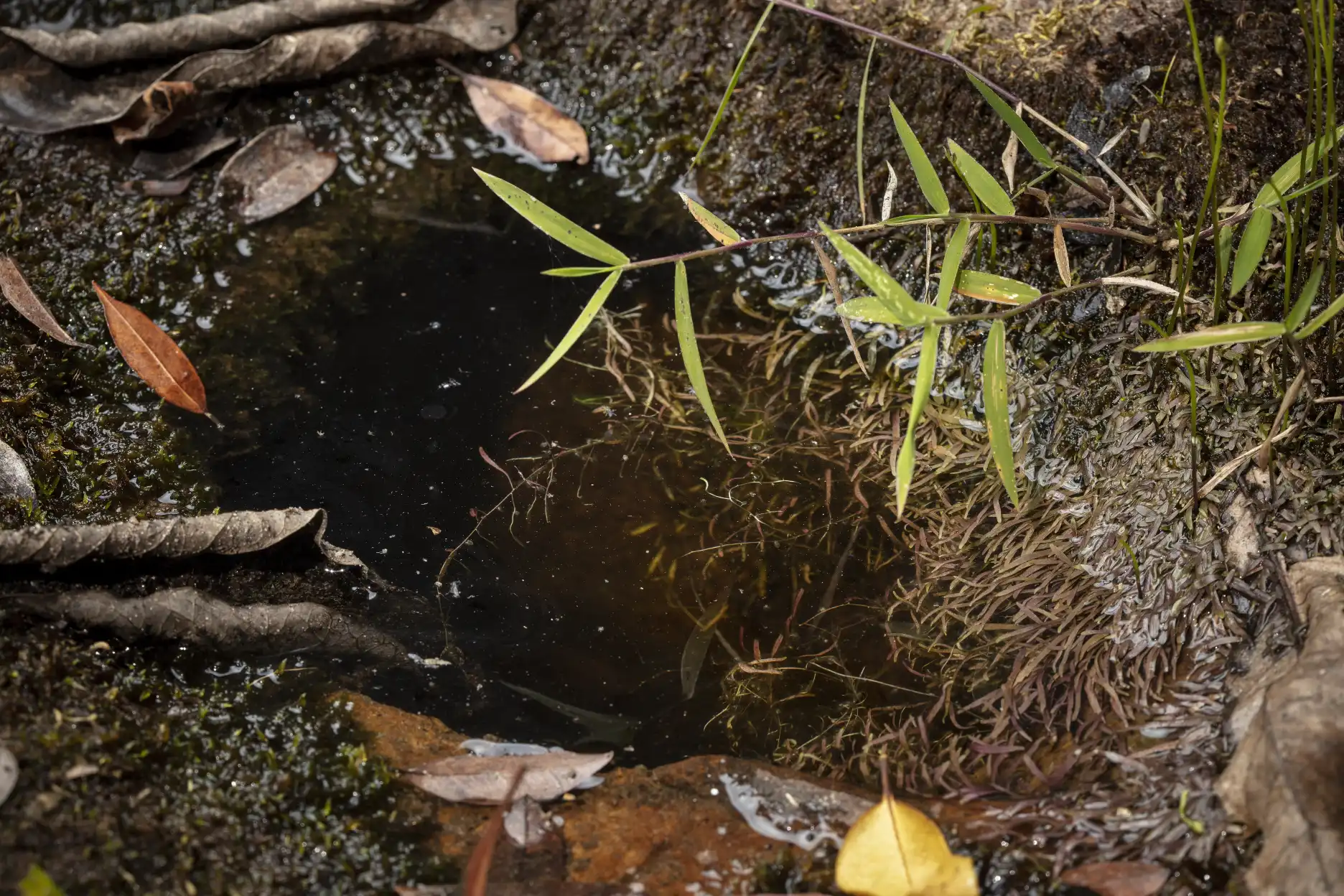 Estolónes de Utricularia graminifolia en agua