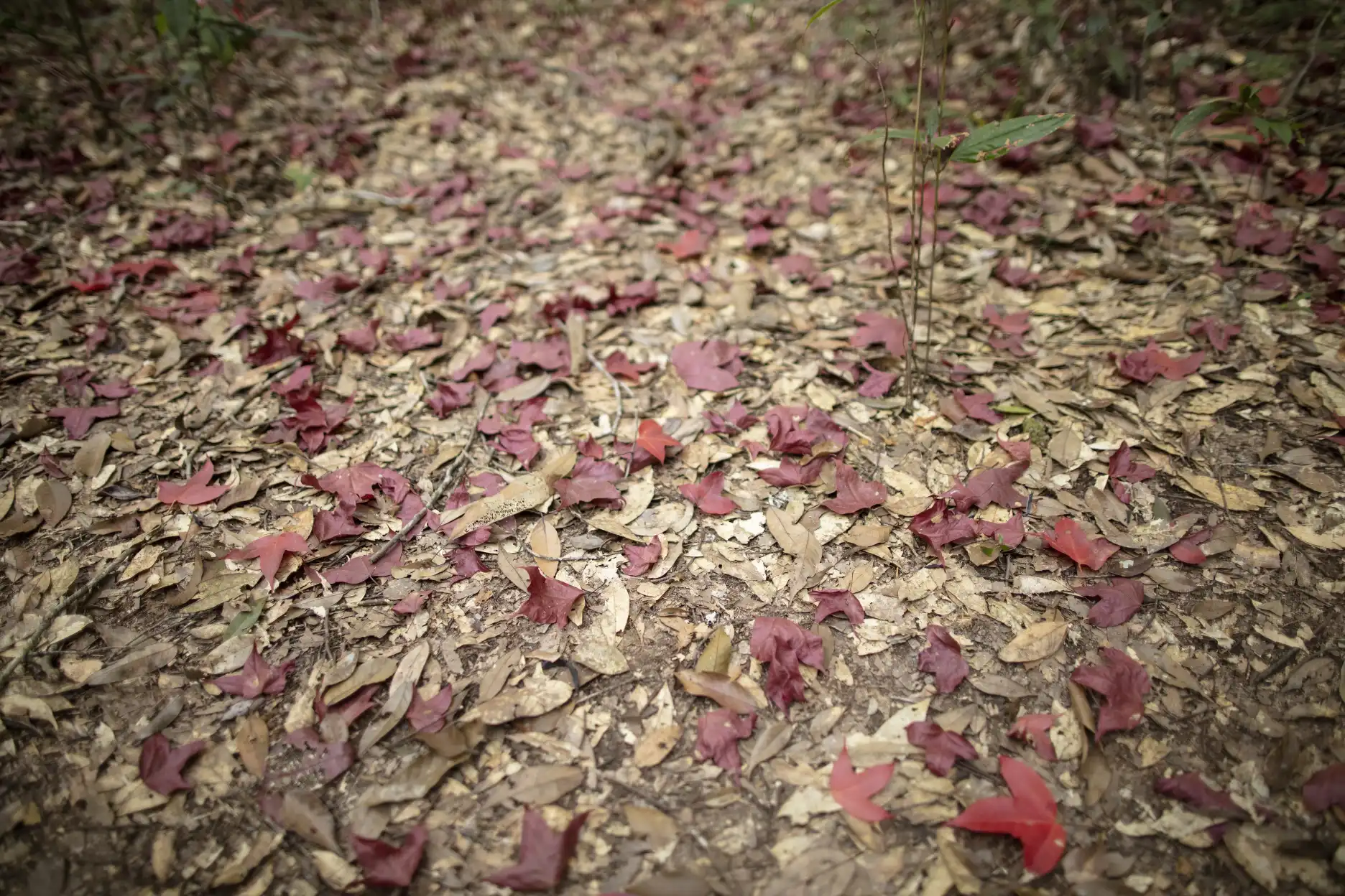 Alfombra de hojas rojas de Acer calcaratum