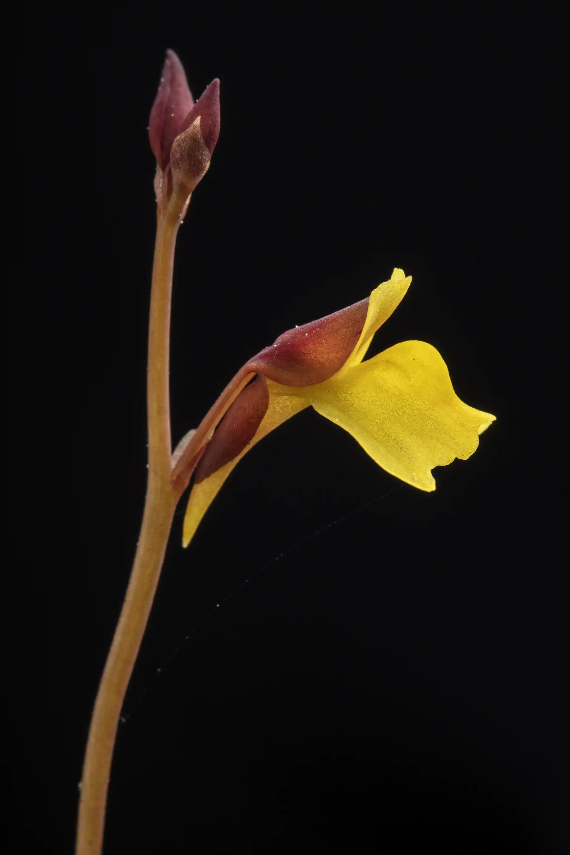 Una flor de Utricularia bifida