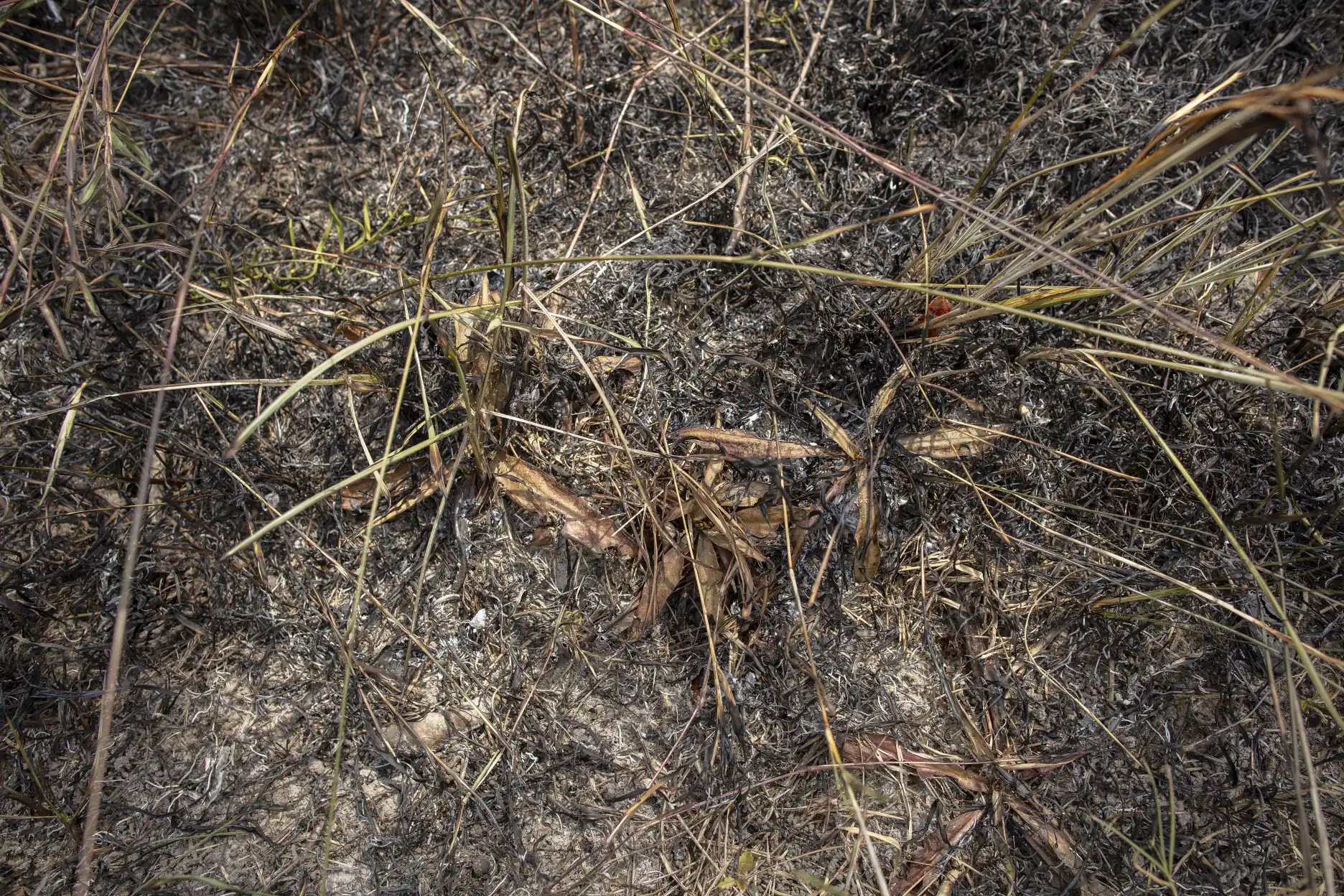 Plantas quemadas de Nepenthes smilesii