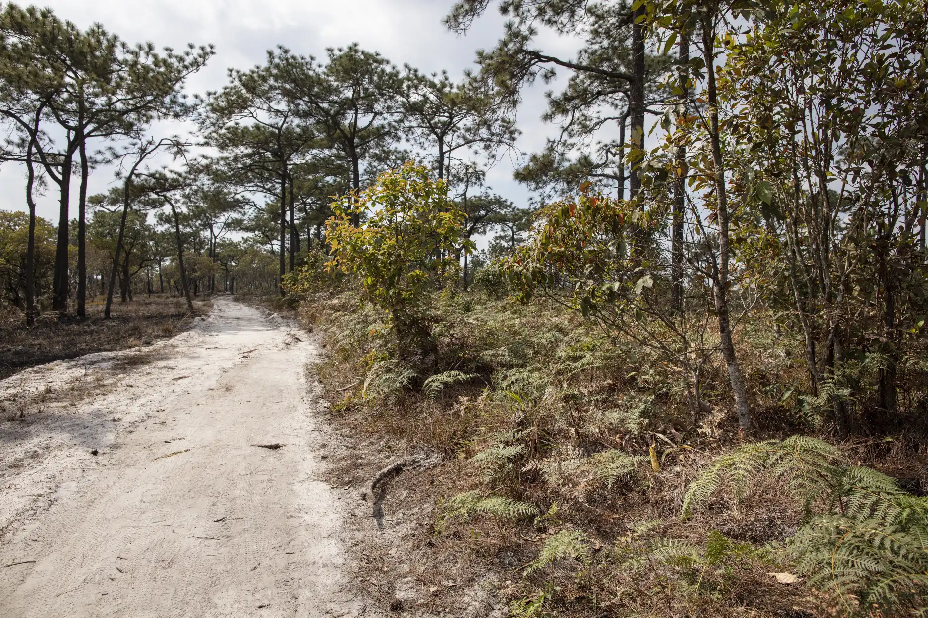 El hábitat de Nepenthes smilesii por el sendero al precipicio de Lom Sak