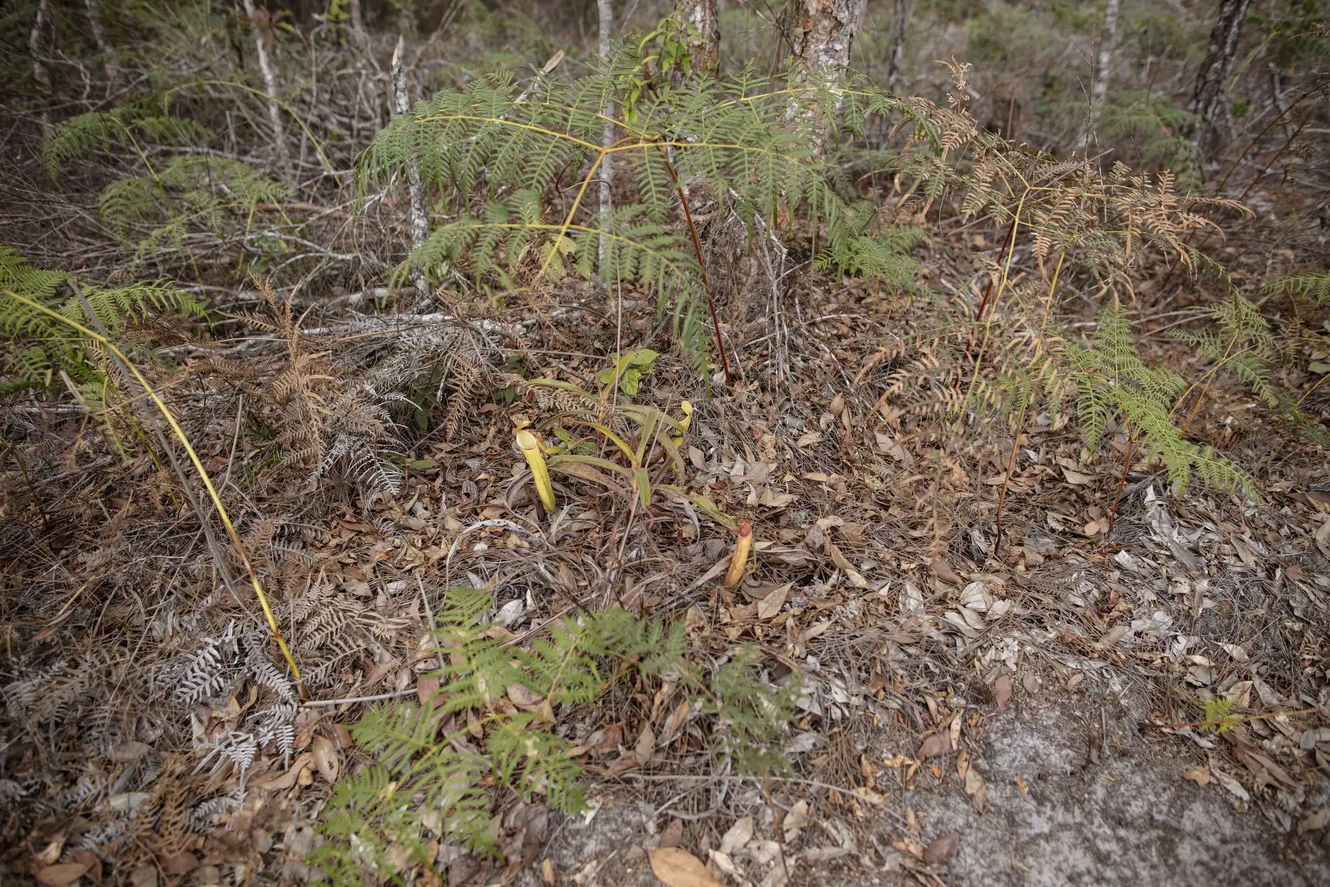 Planta de Nepenthes smilesii en su hábitat