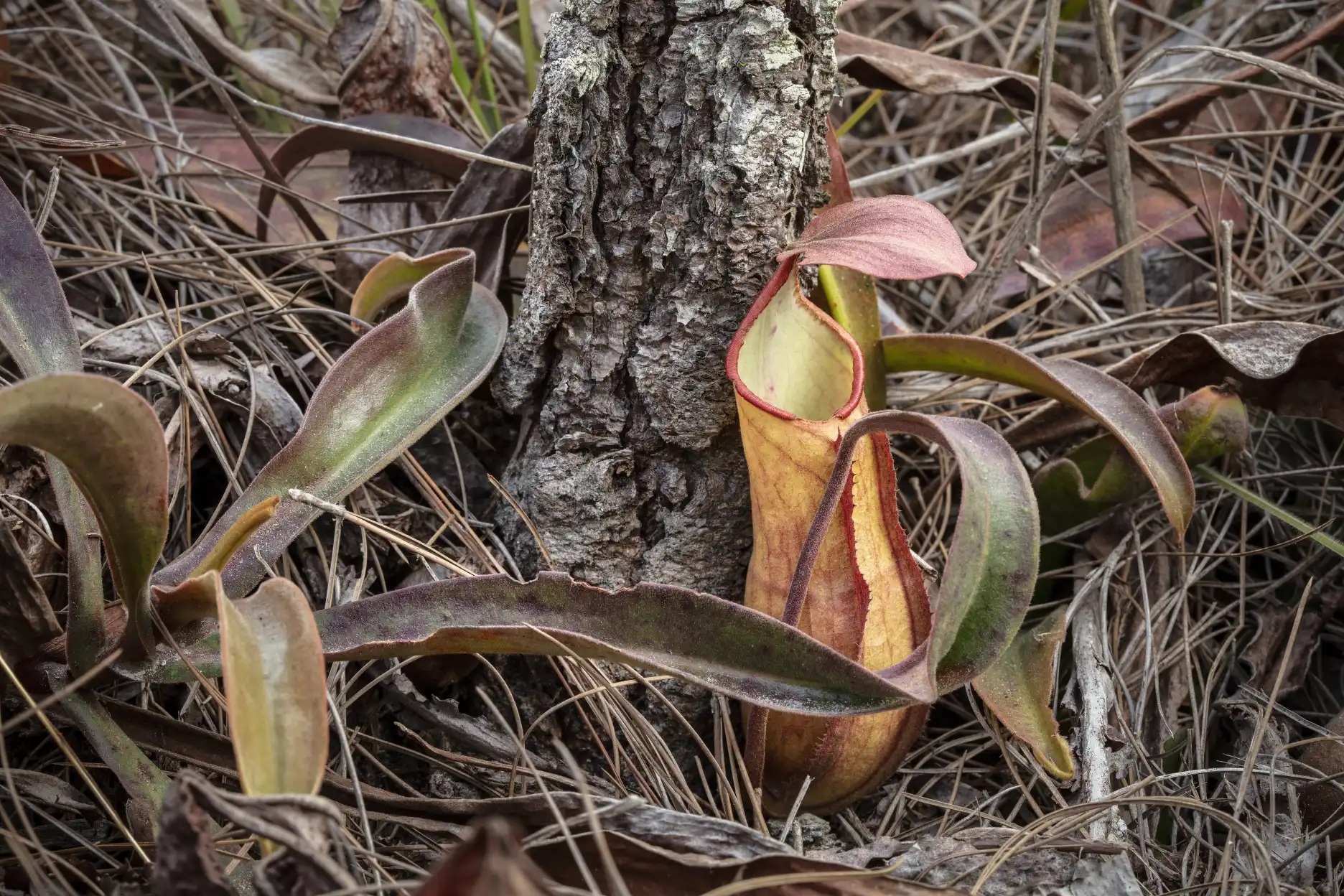 Plantas de Nepenthes smilesii