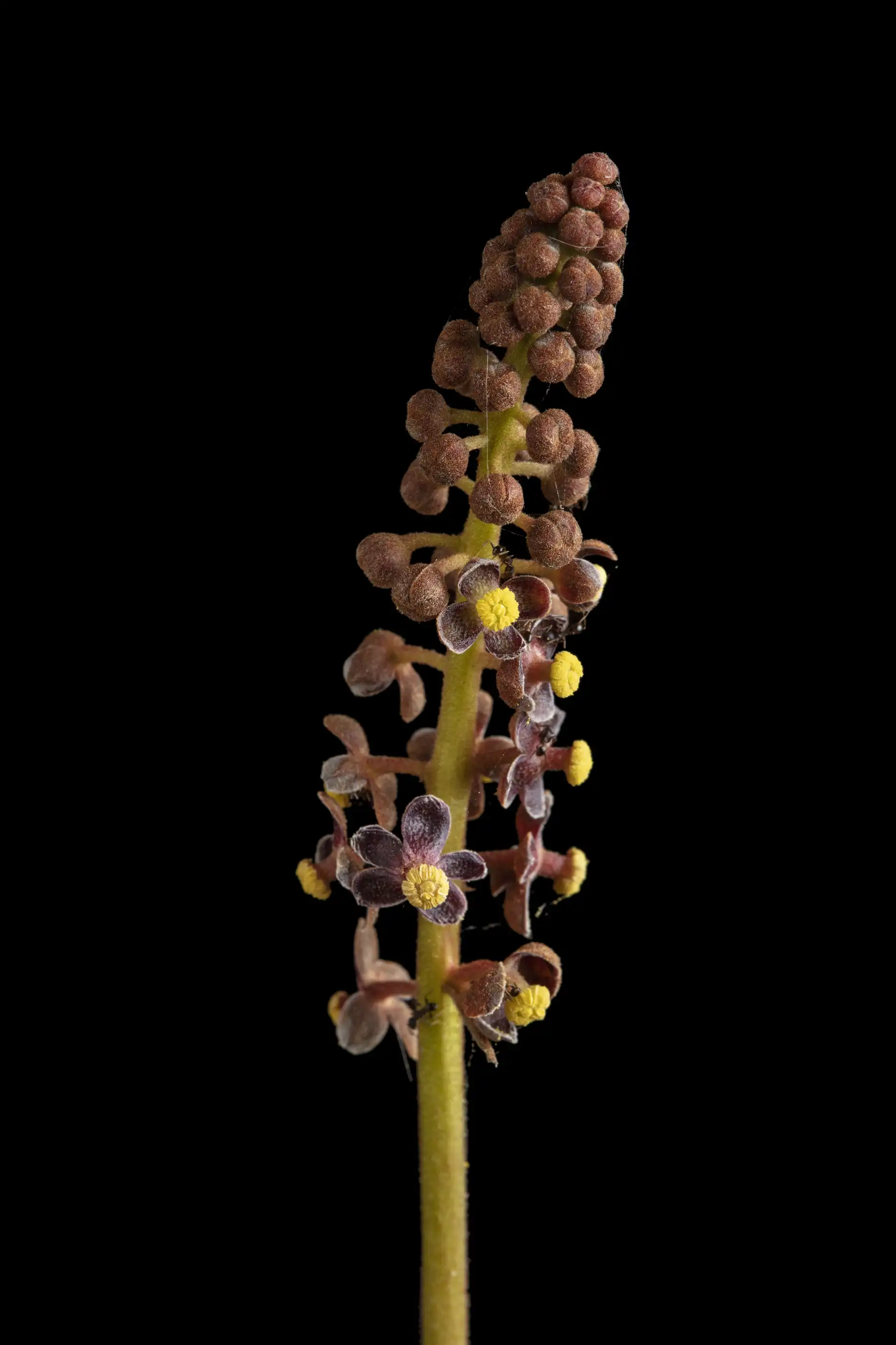 Inflorescencia de Nepenthes smilesii