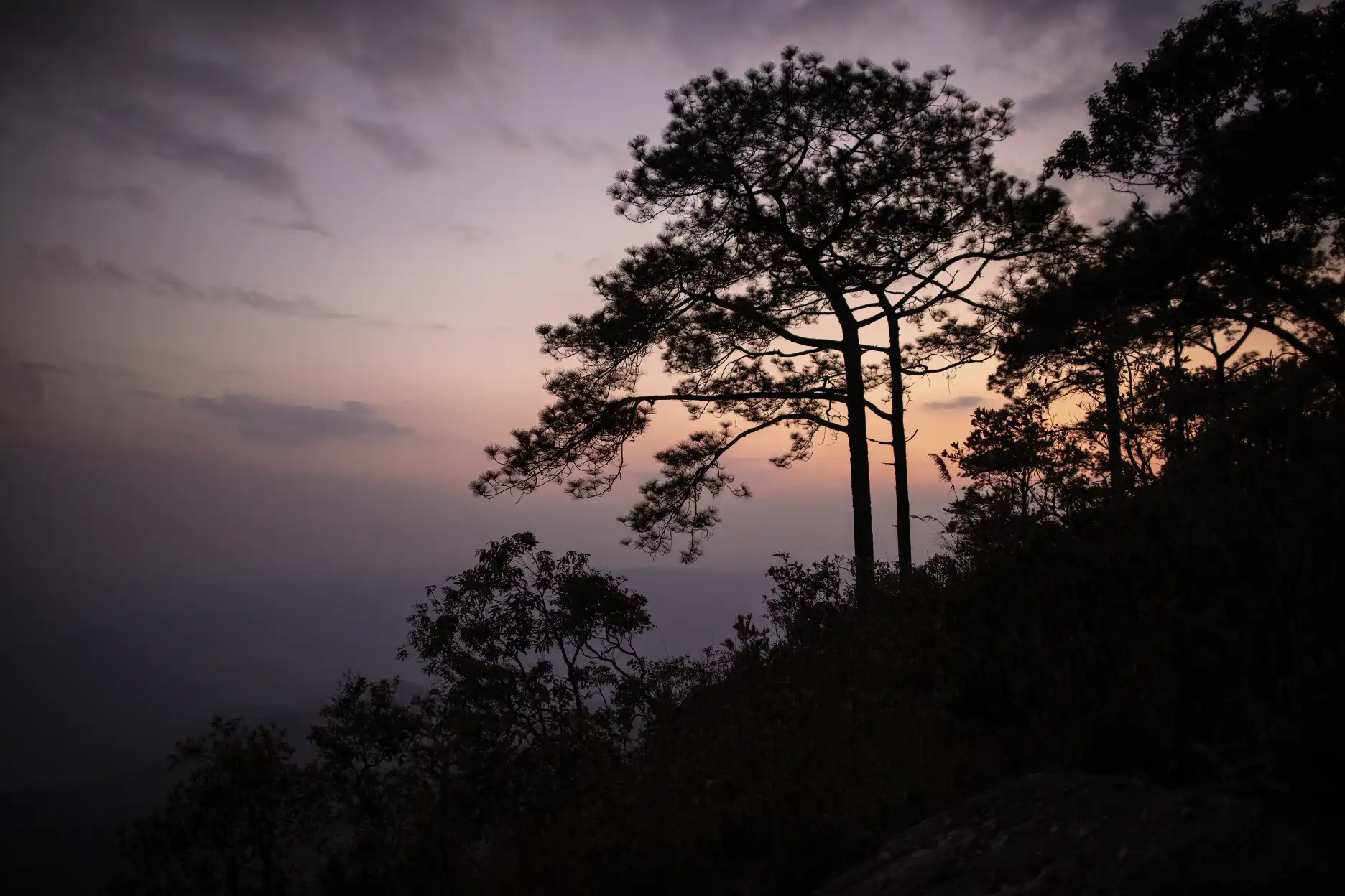 Paisaje del anochecer con árboles en el parque nacional de Phu Kradueng en Tailandia
