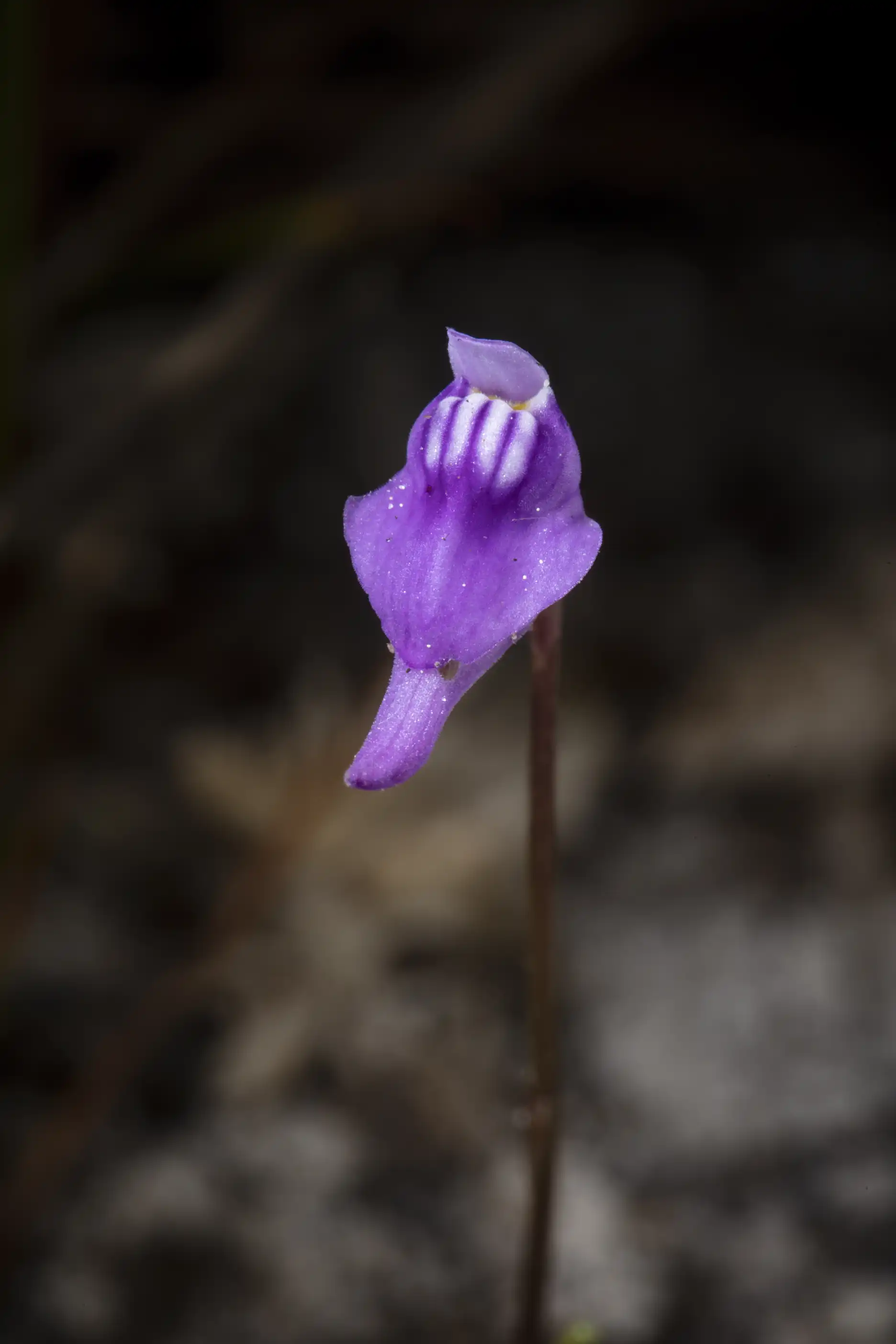Una flor de Utricularia caerulea