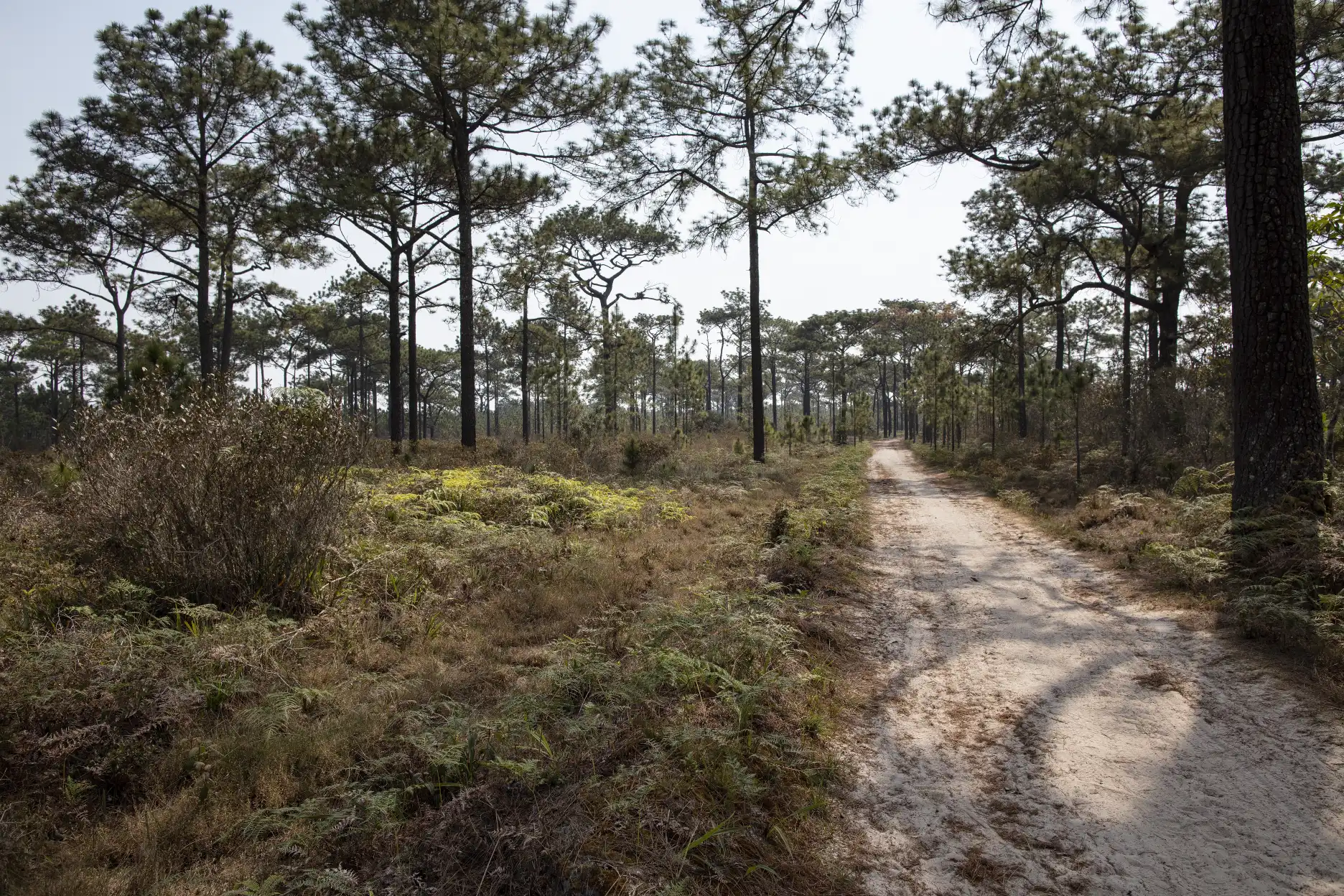 El hábitat de Utricularia hirta por un sendero arenoso