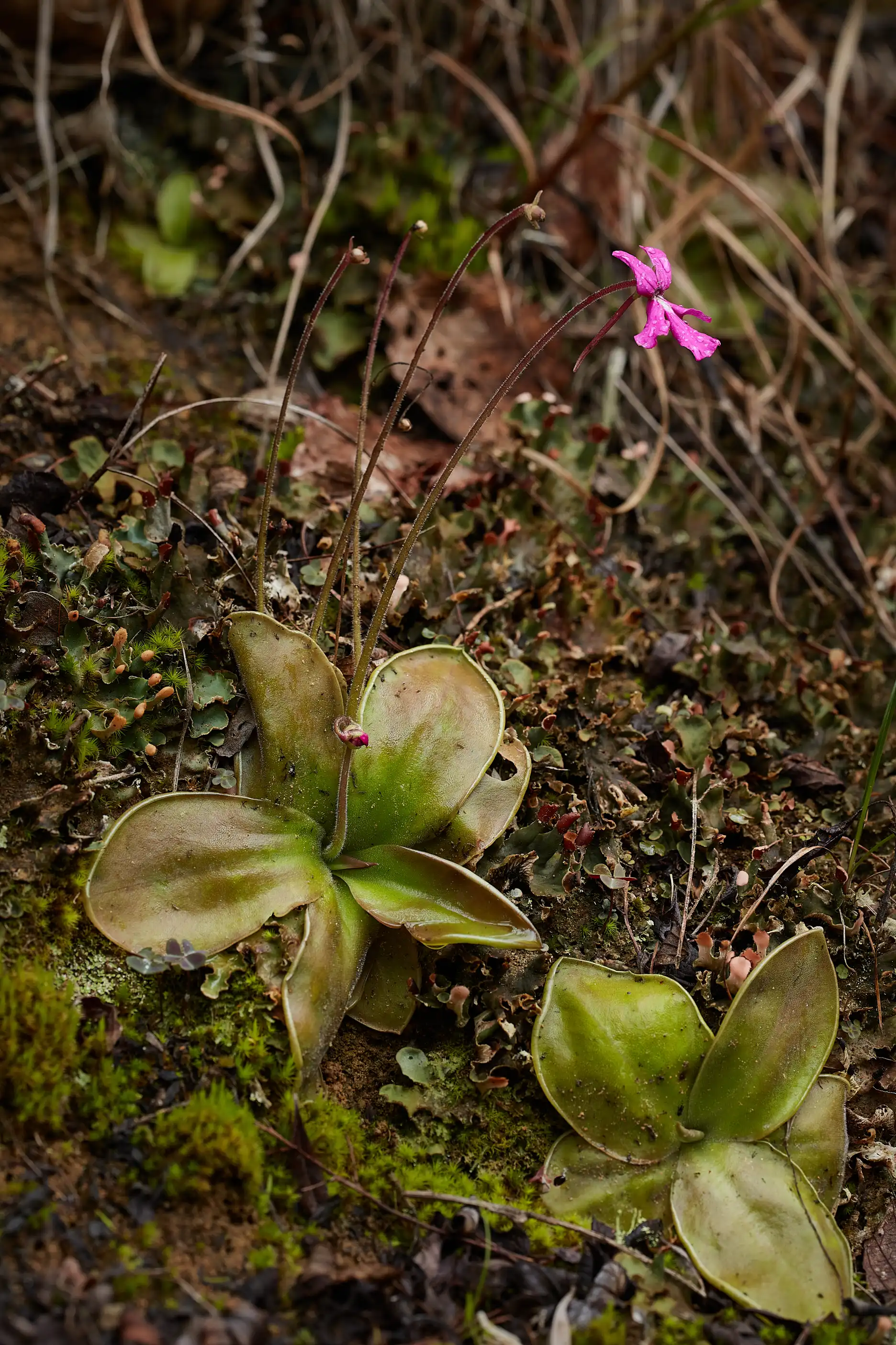 Plantas de Pinguicula moranensis.