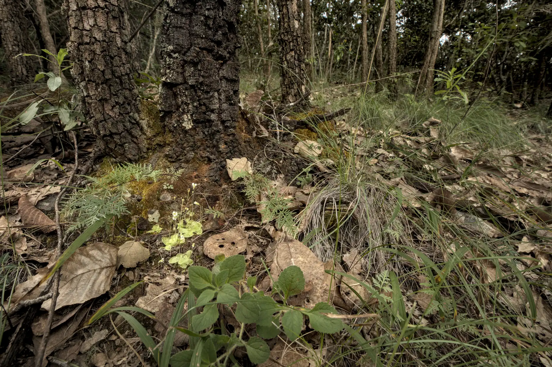 Una población de plantas de Pinguicula lilacina viven entre árboles de encino en un cerro del distrito de Etla.