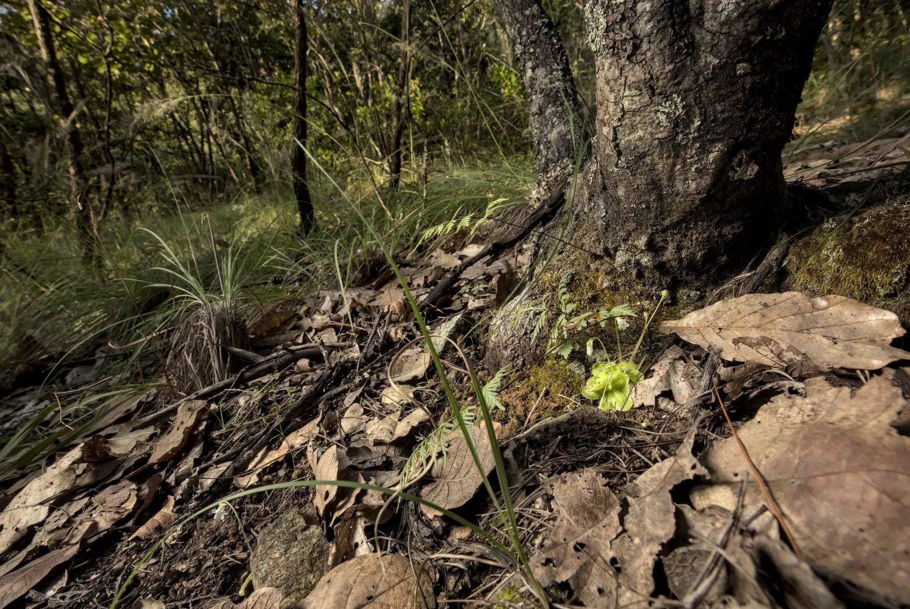 Plantas de Pinguicula lilacina en su hábitat boscoso dominado por árboles de encino y suelos lodosos.