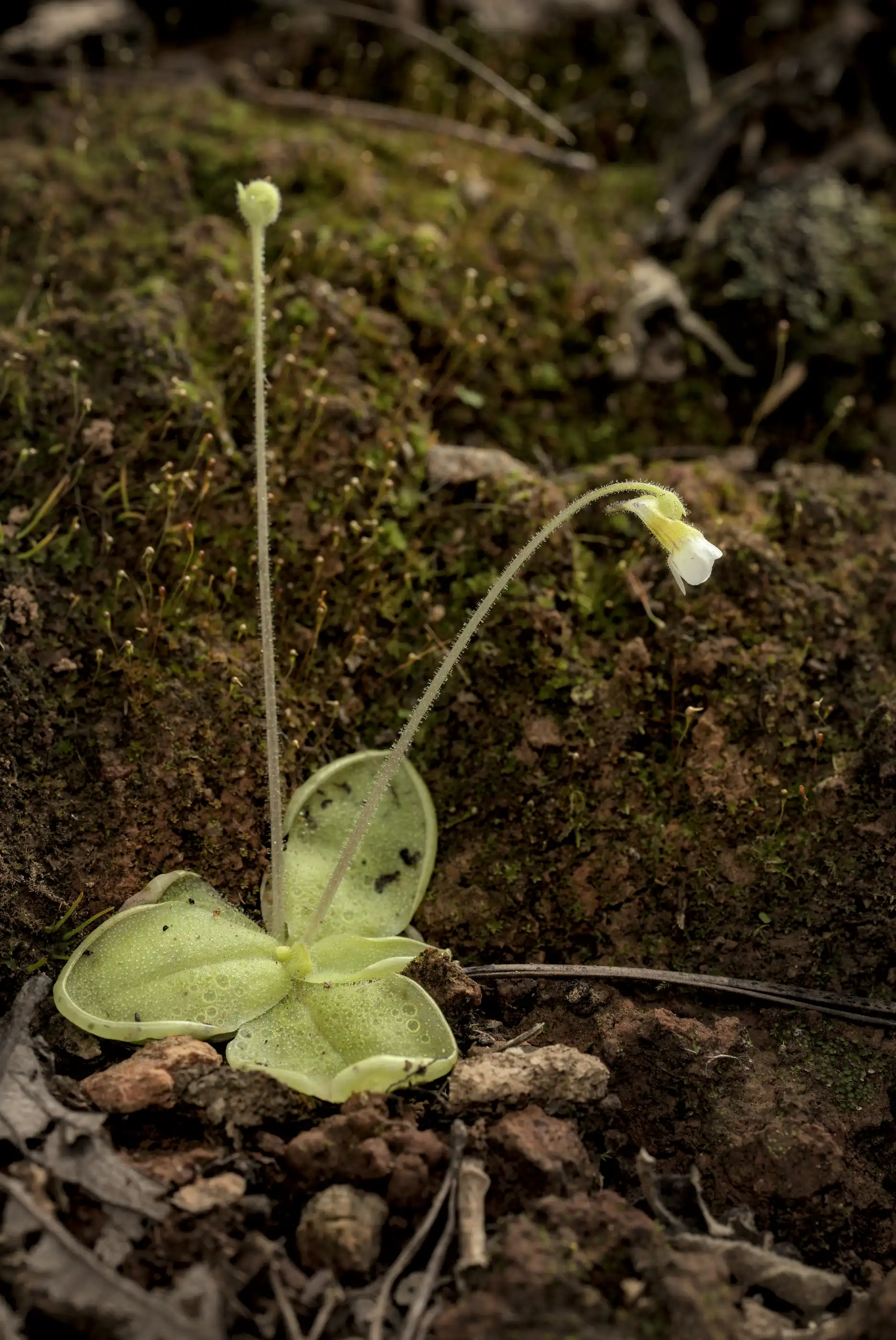 Una planta solitaria de Pinguicula lilacina floresce en tierras lodosas en Oaxaca.