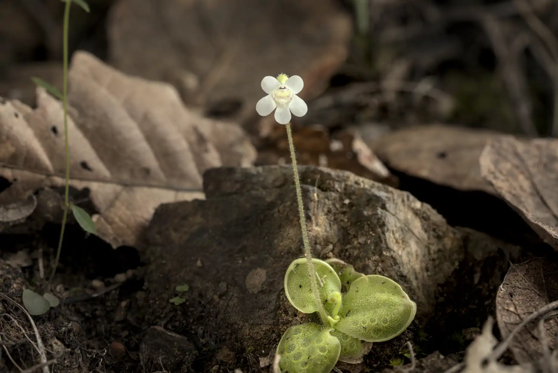 Pinguicula lilacina con flor, cresciendo al costado de una piedra.