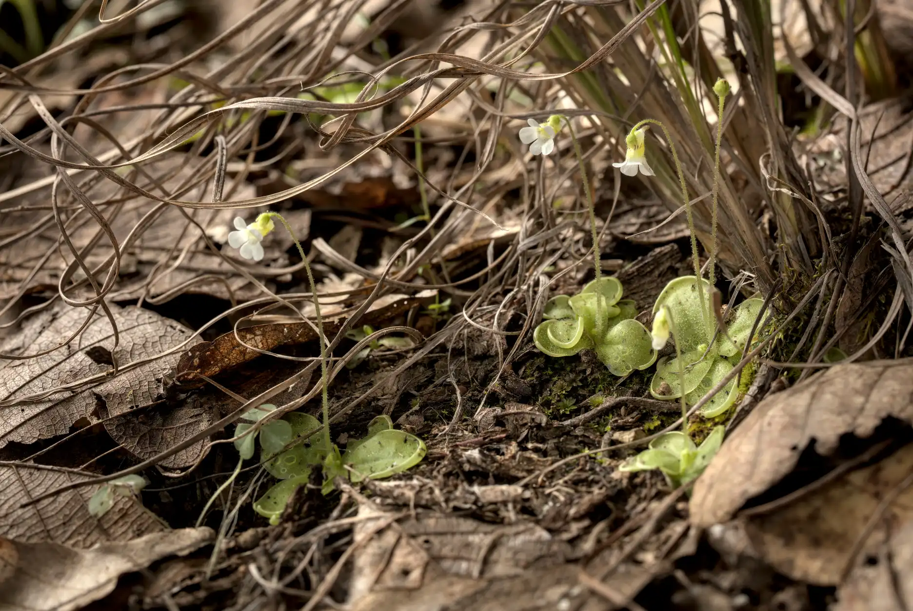 Un grupo de plantas de Pinguicula lilacina florescen en su hábitat natural entre hojas de encino.