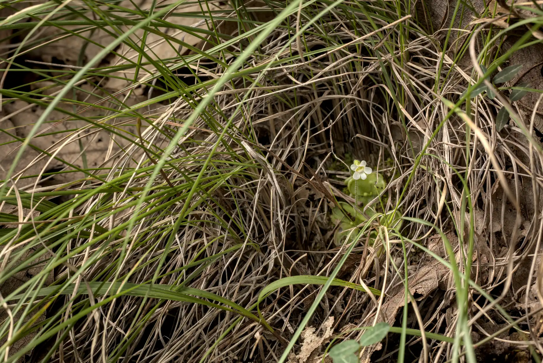 Plantas de Pinguicula lilacina viven entre zacate y hojas de encino en el valle Eteco.