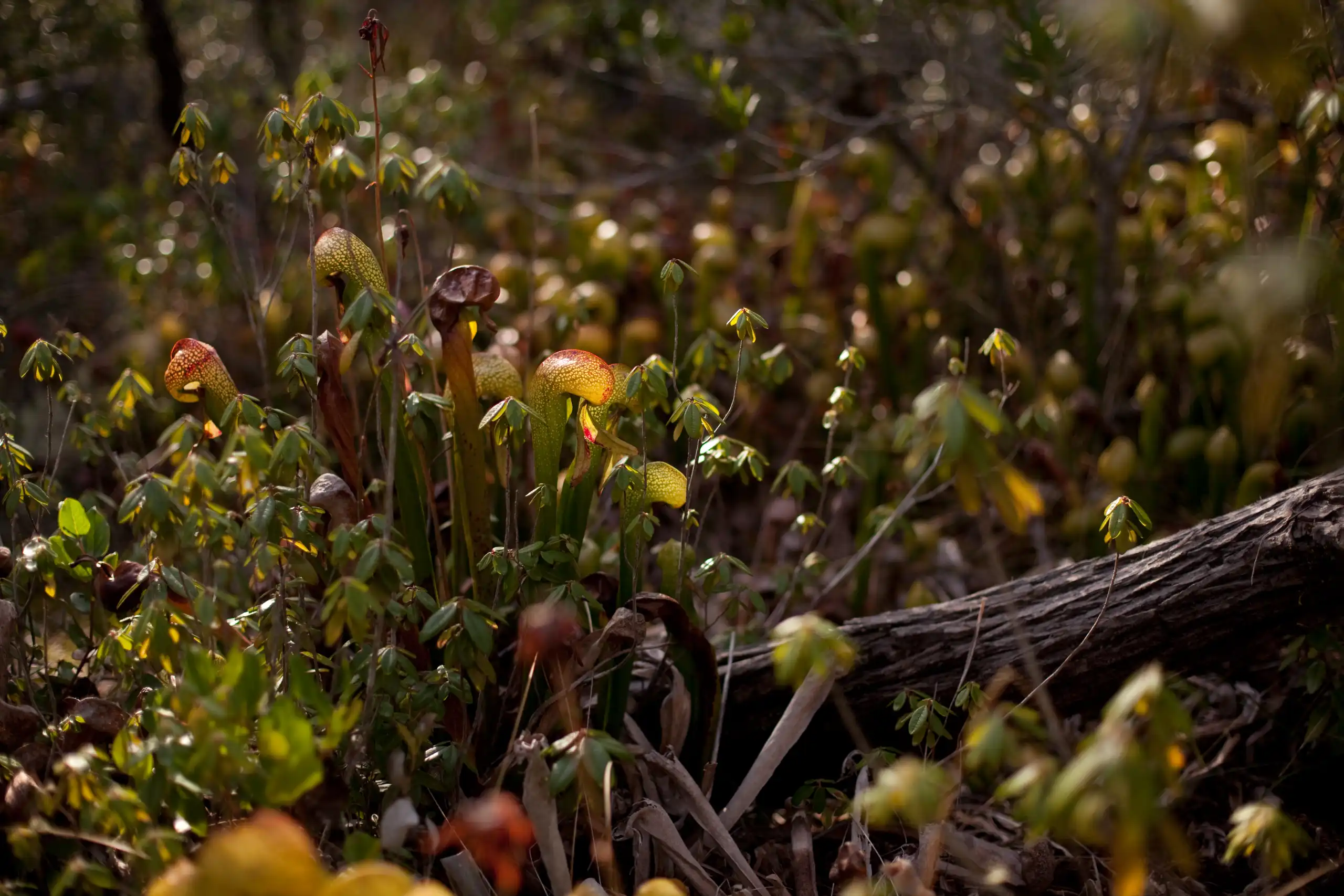 Plantas de Darlingtonia californica viviend en la ciénaga del bosque pigmeo de Albion en el condado de Mendocino, California.