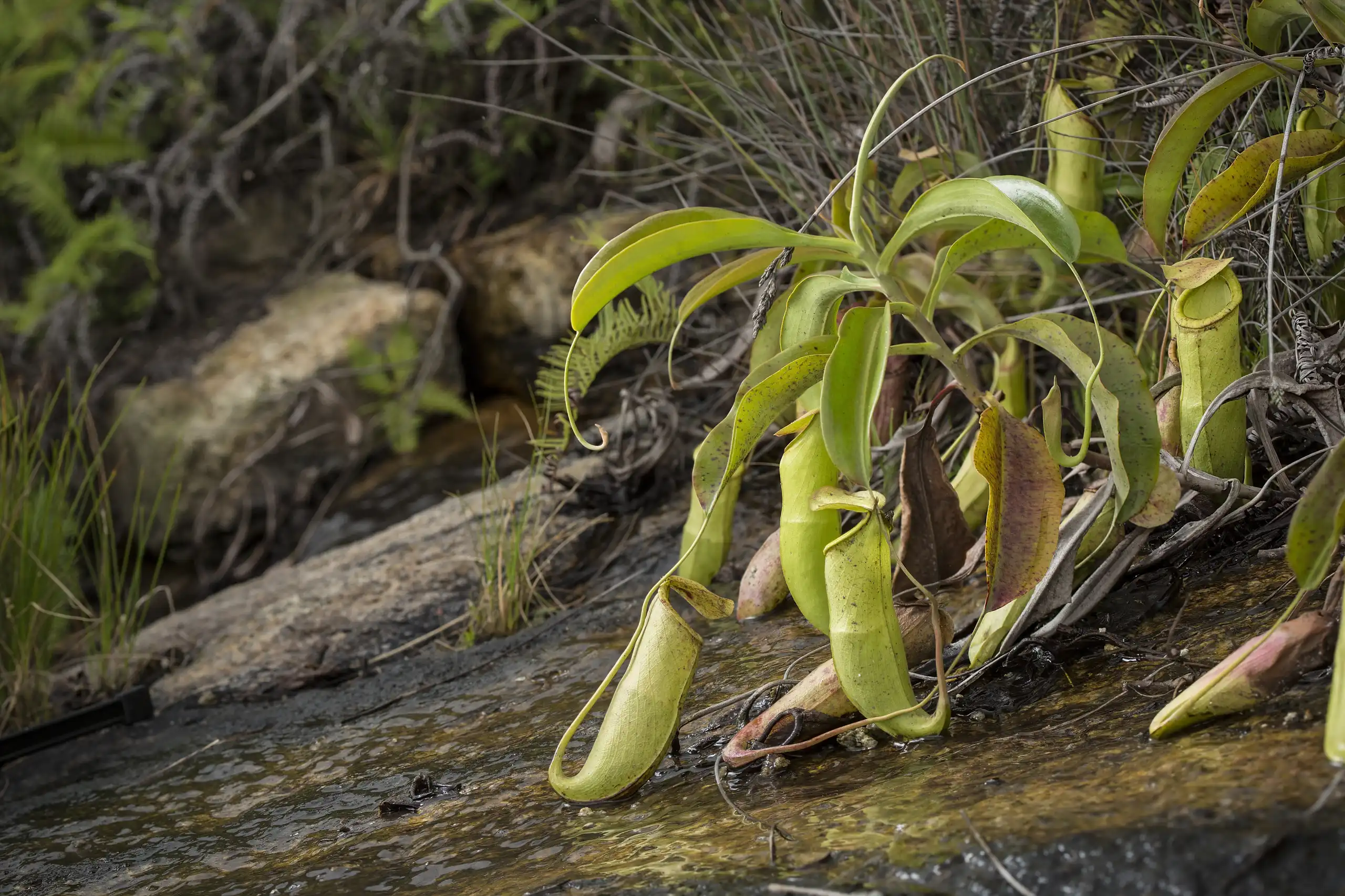 Plantas de Nepenthes mirabilis viviendo en la isla de Coloane en Macao.