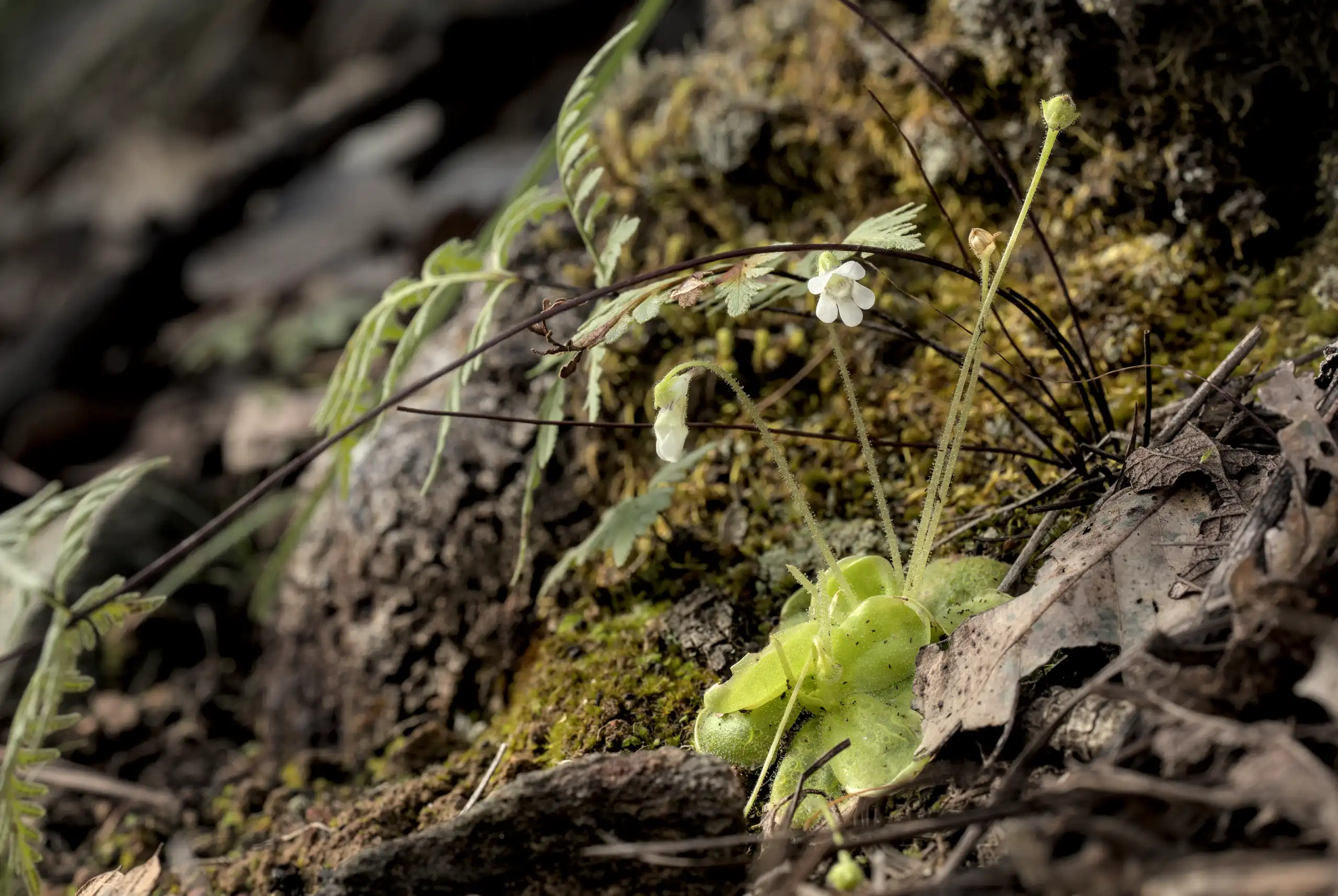 Plantas de Pinguicula lilacina viviendo en el distrito de Etla, Oaxaca.